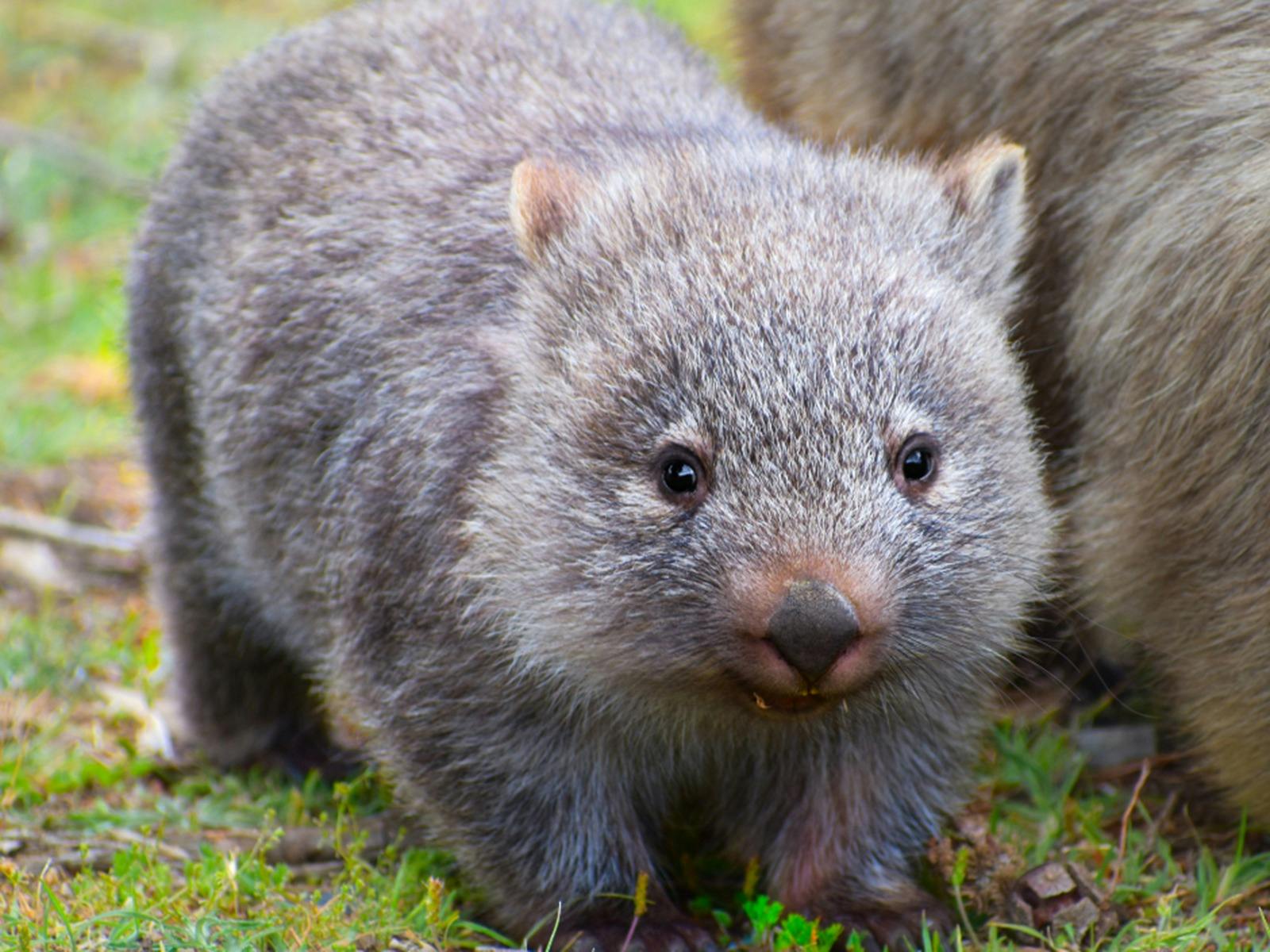 Holiday where the wild things wander image