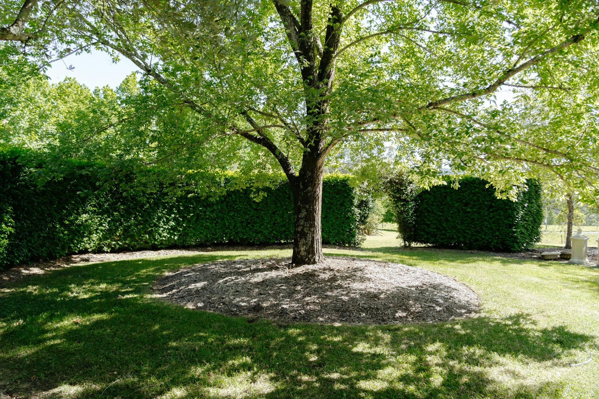 Established tree, curved hedge and shaded lawn