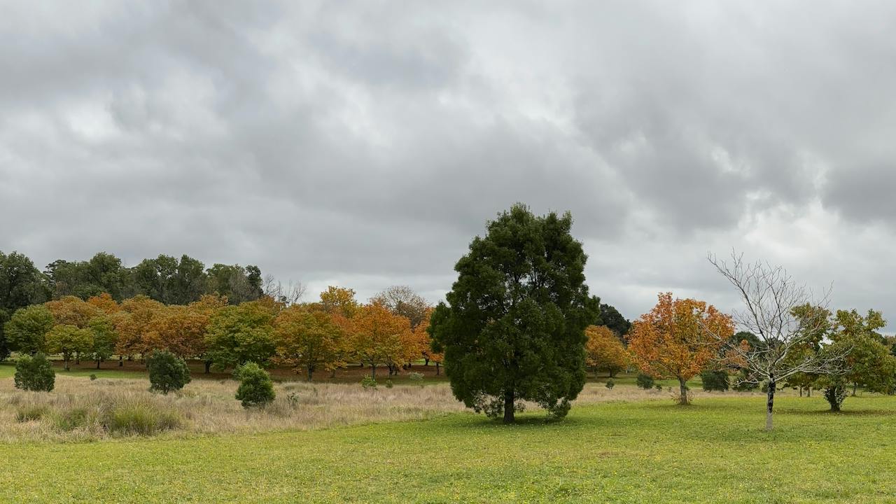 Nutwood Farm orchard in winter