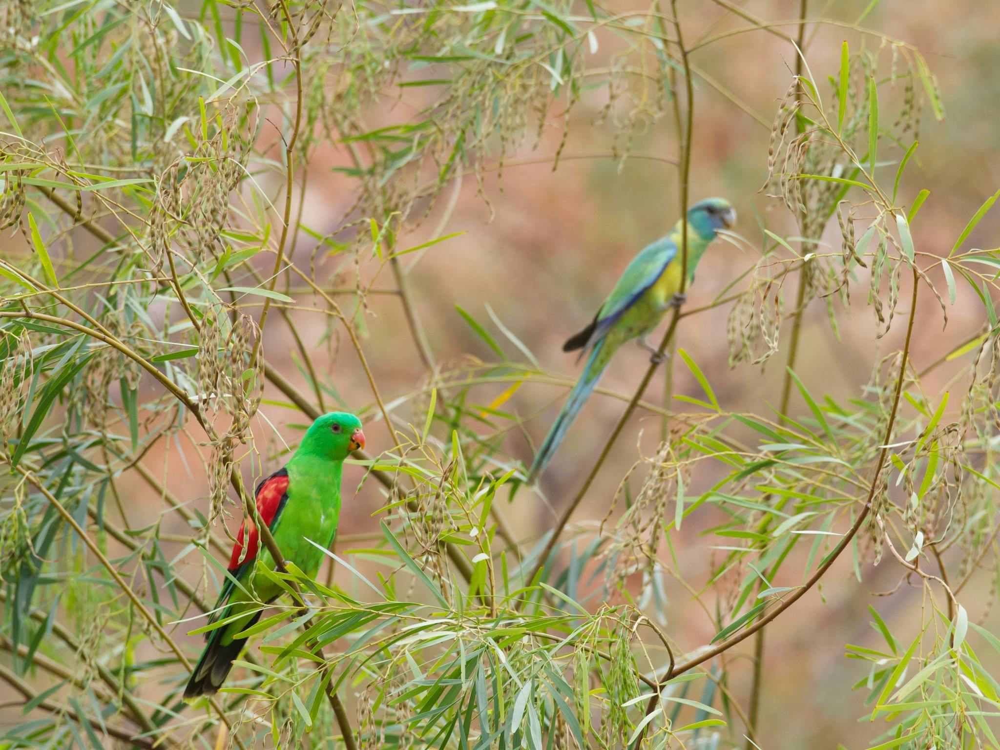 two parrots two parrots