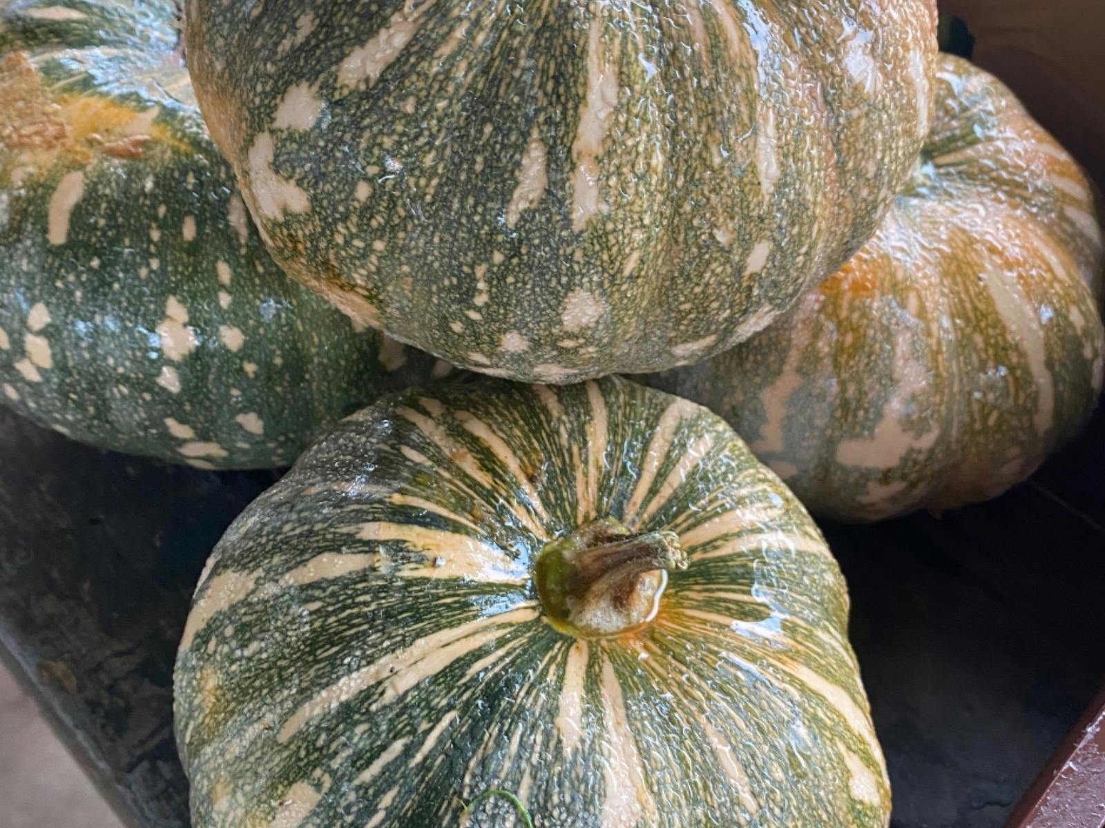 Farmgate Markets at Green Thumb Farm, Samford Valley