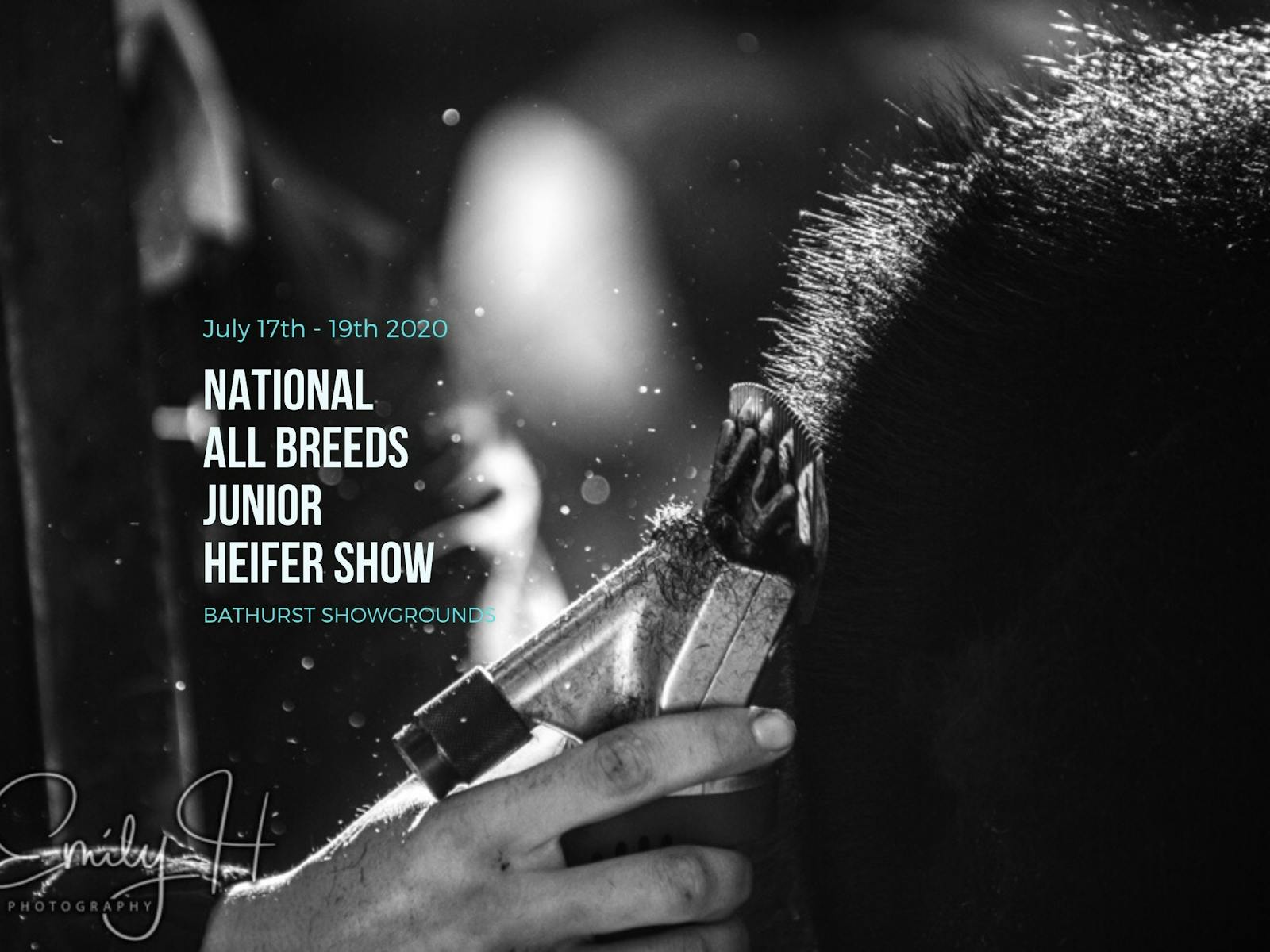 Image for National All Breeds Junior Heifer Show
