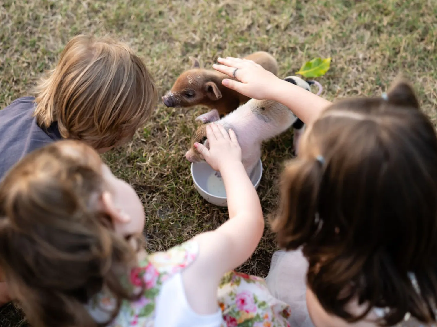 Children petting baby piglet