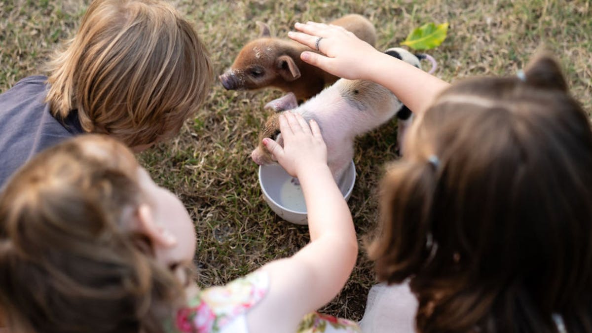 Children petting baby piglet