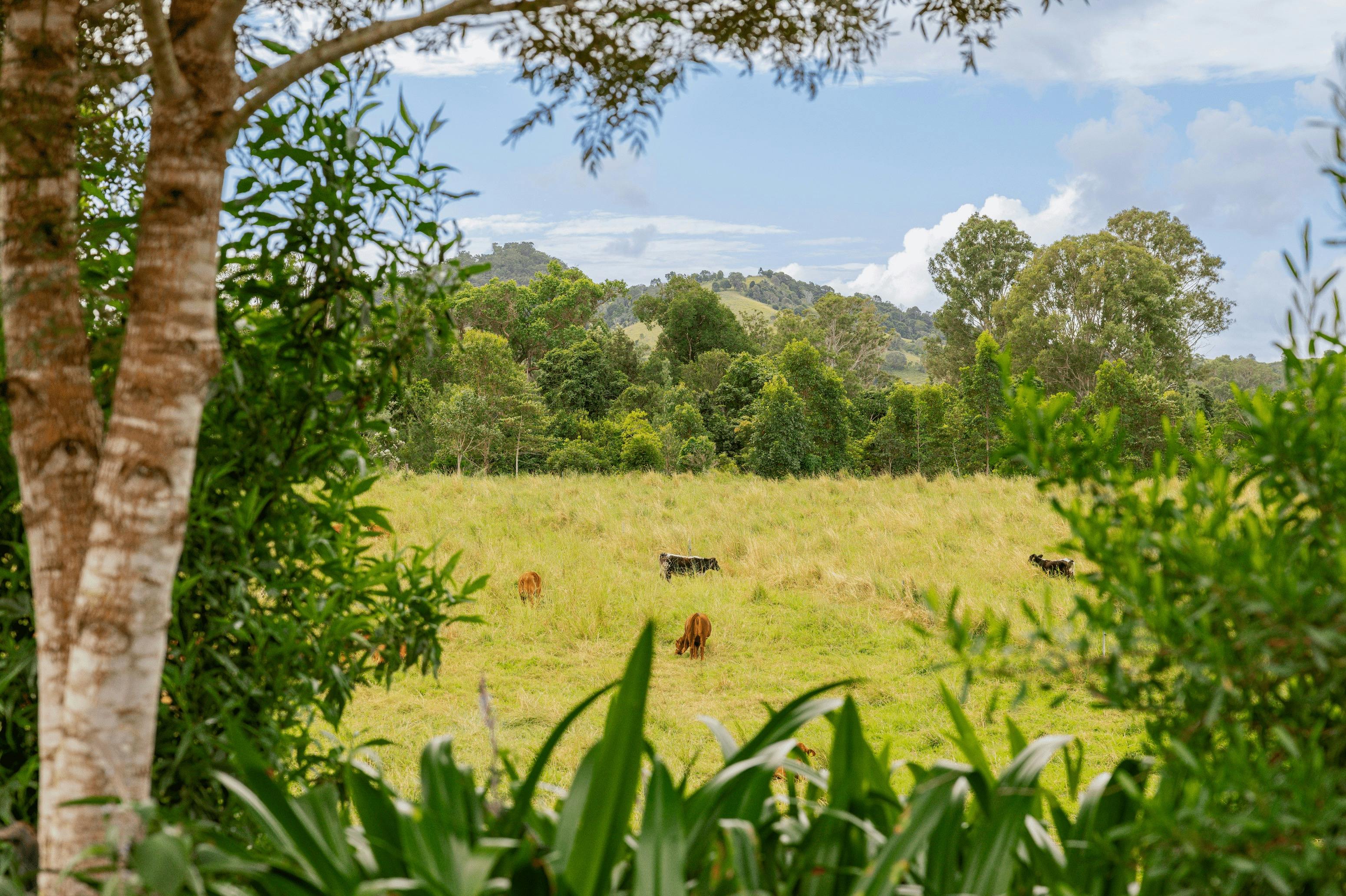 Kandanga Farm - K2 Beef