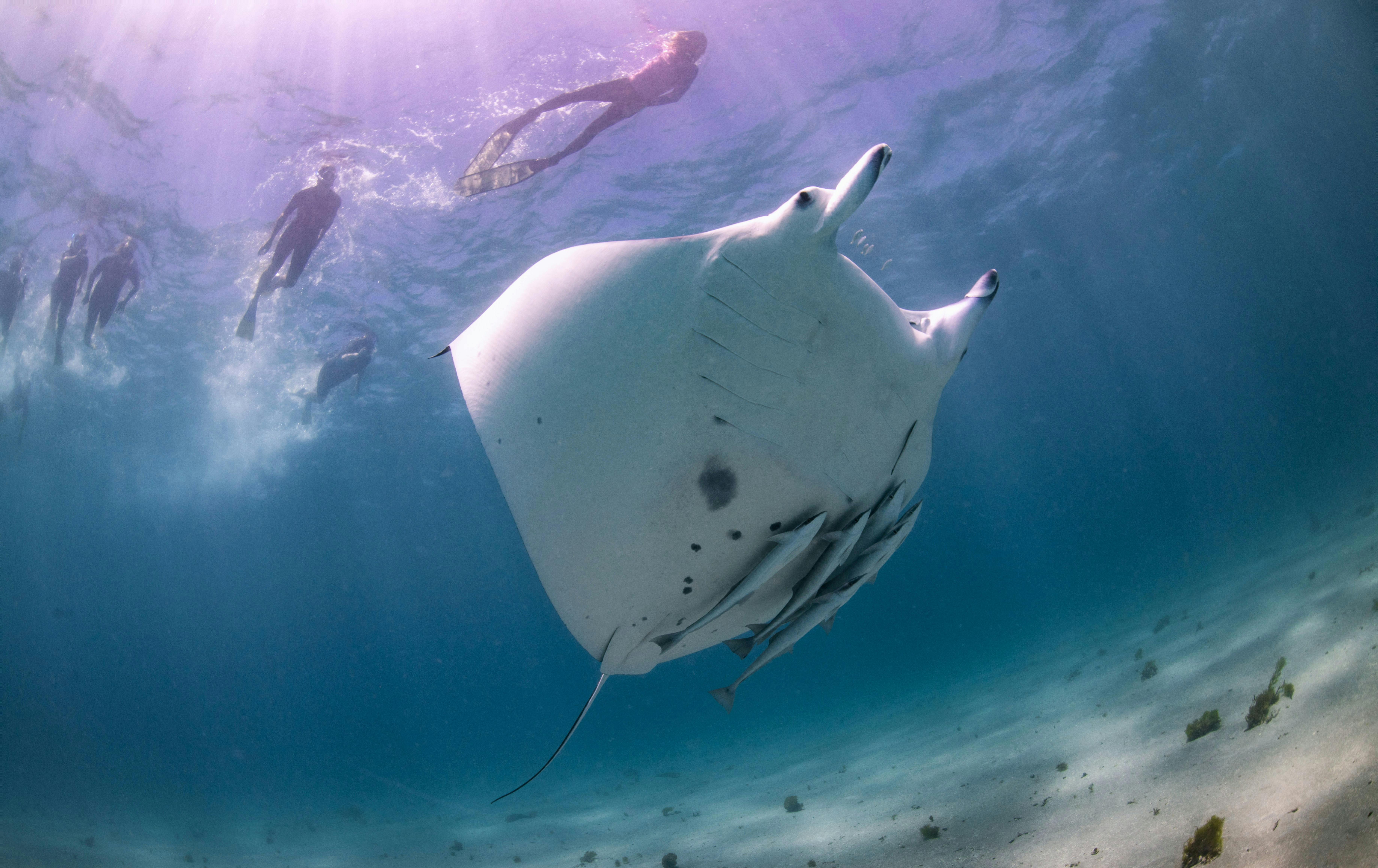 Sail Ningaloo guests snorkelling with a Manta ray