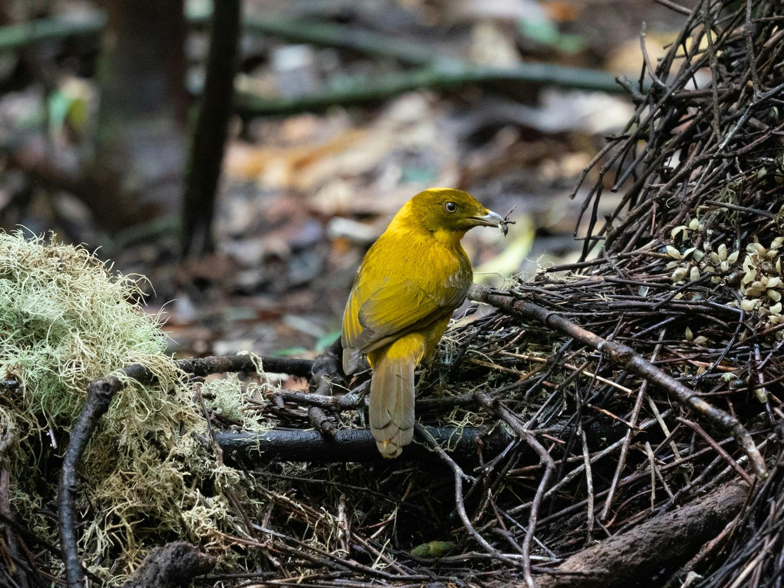 Golden Bowerbird decorating bower