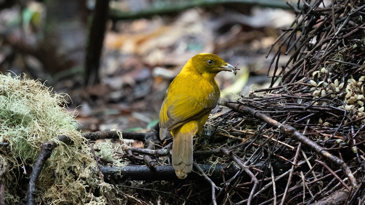 Golden Bowerbird decorating bower