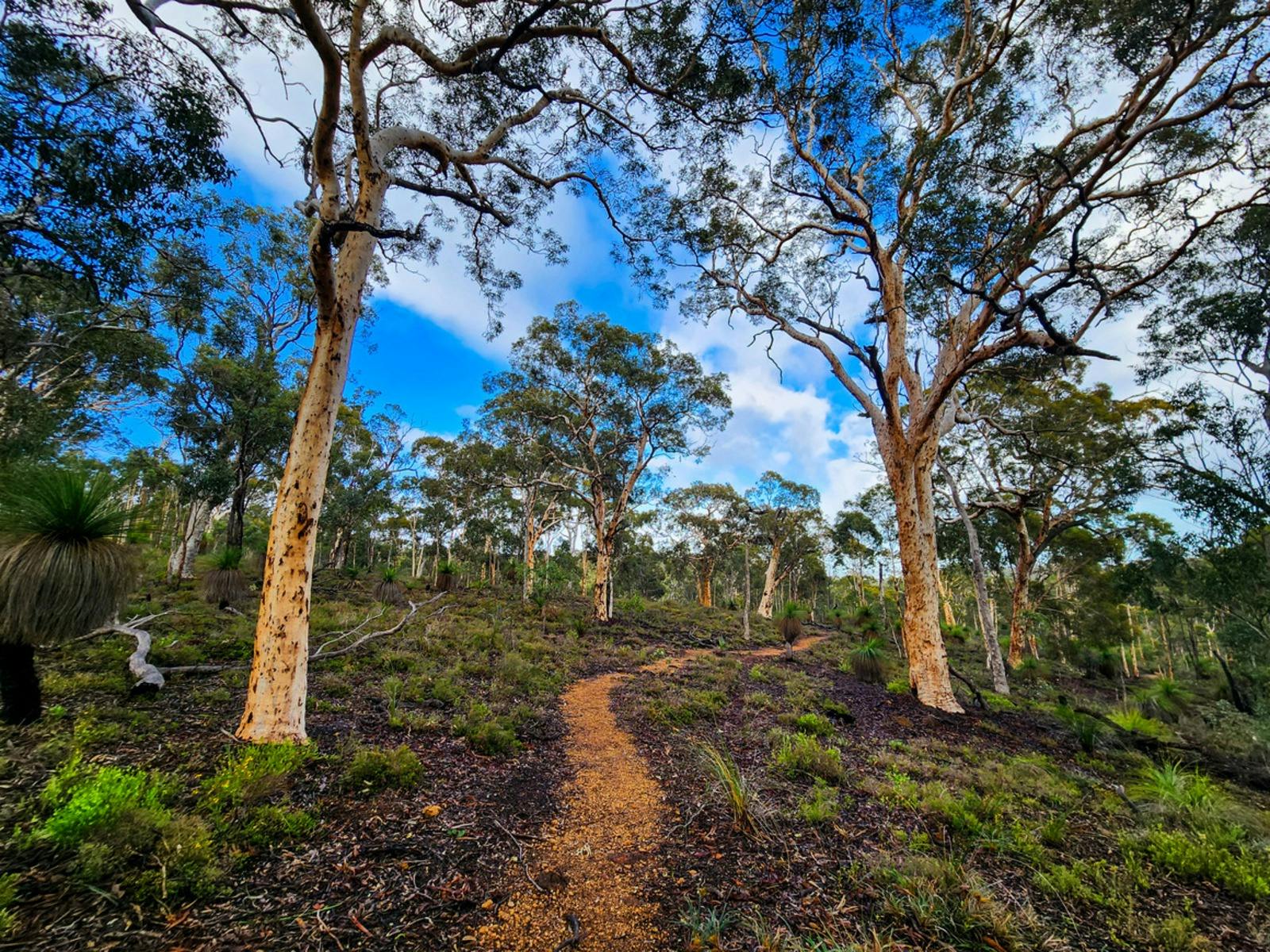Wandoo Woodlands, John Forrest National Park