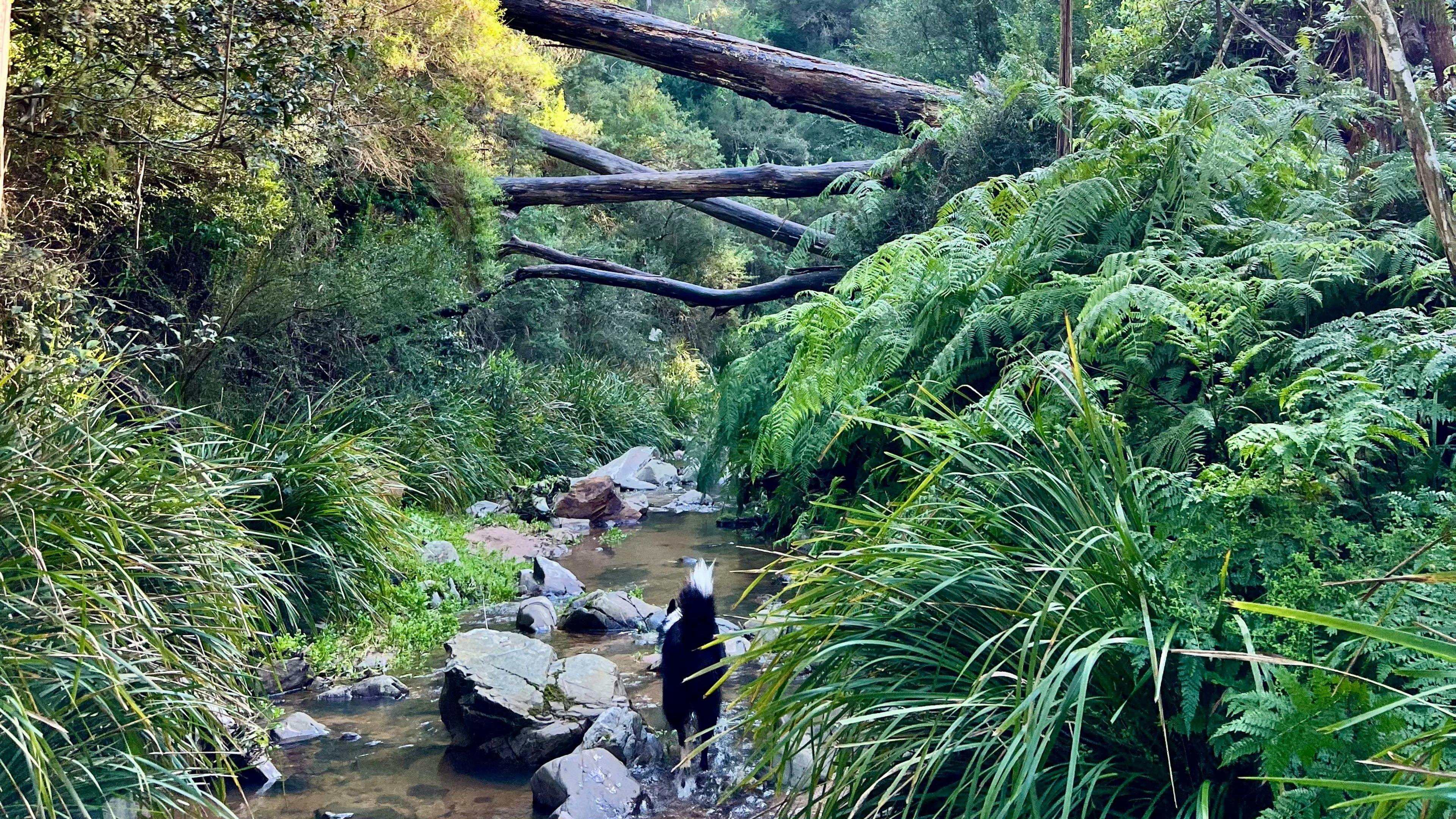The creek that runs through the base of our hill - perfect to explore. 
