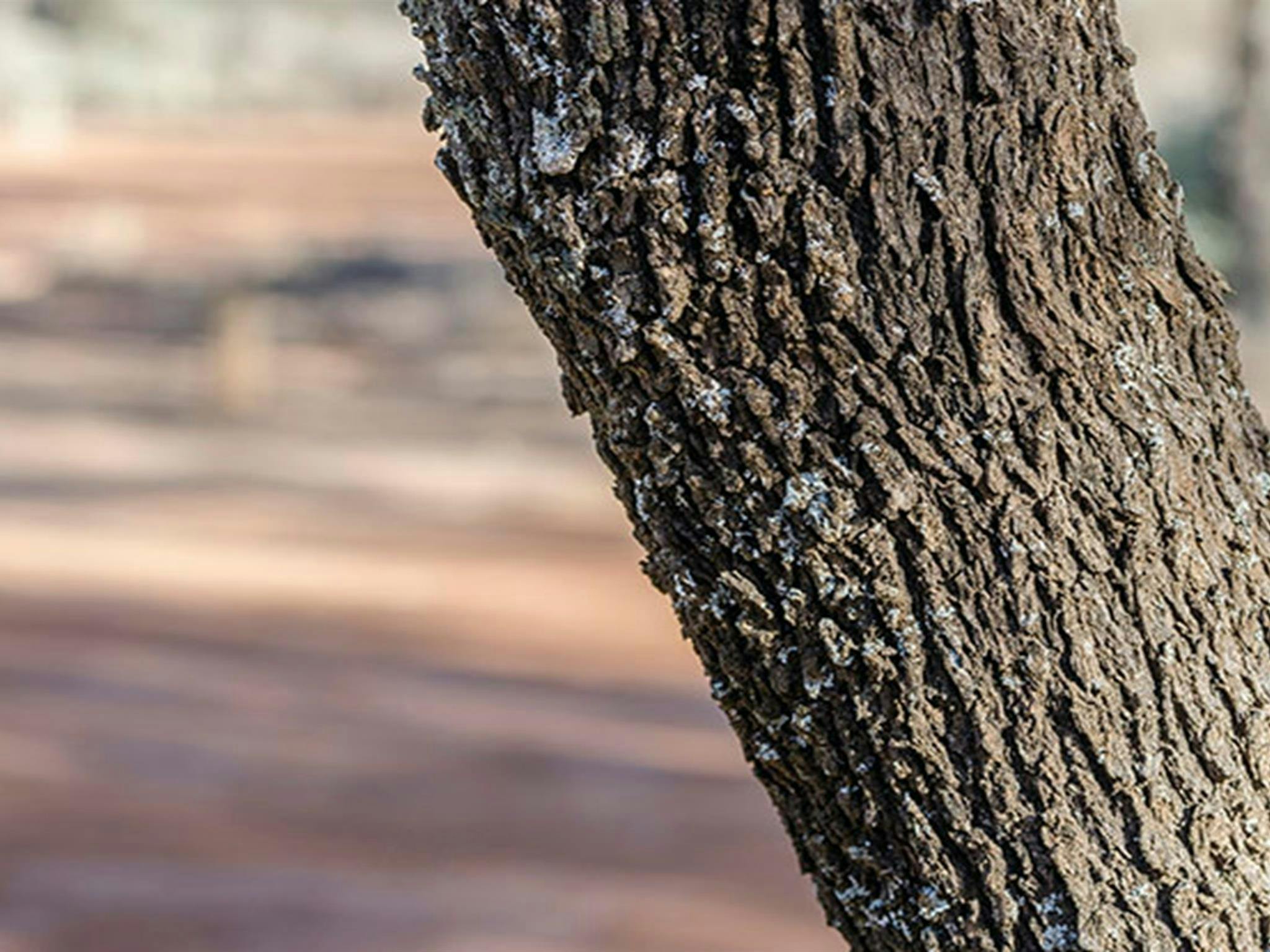 Close up of a tree in Belah campground, Mungo National Park. Photo: John Spencer/DPIE