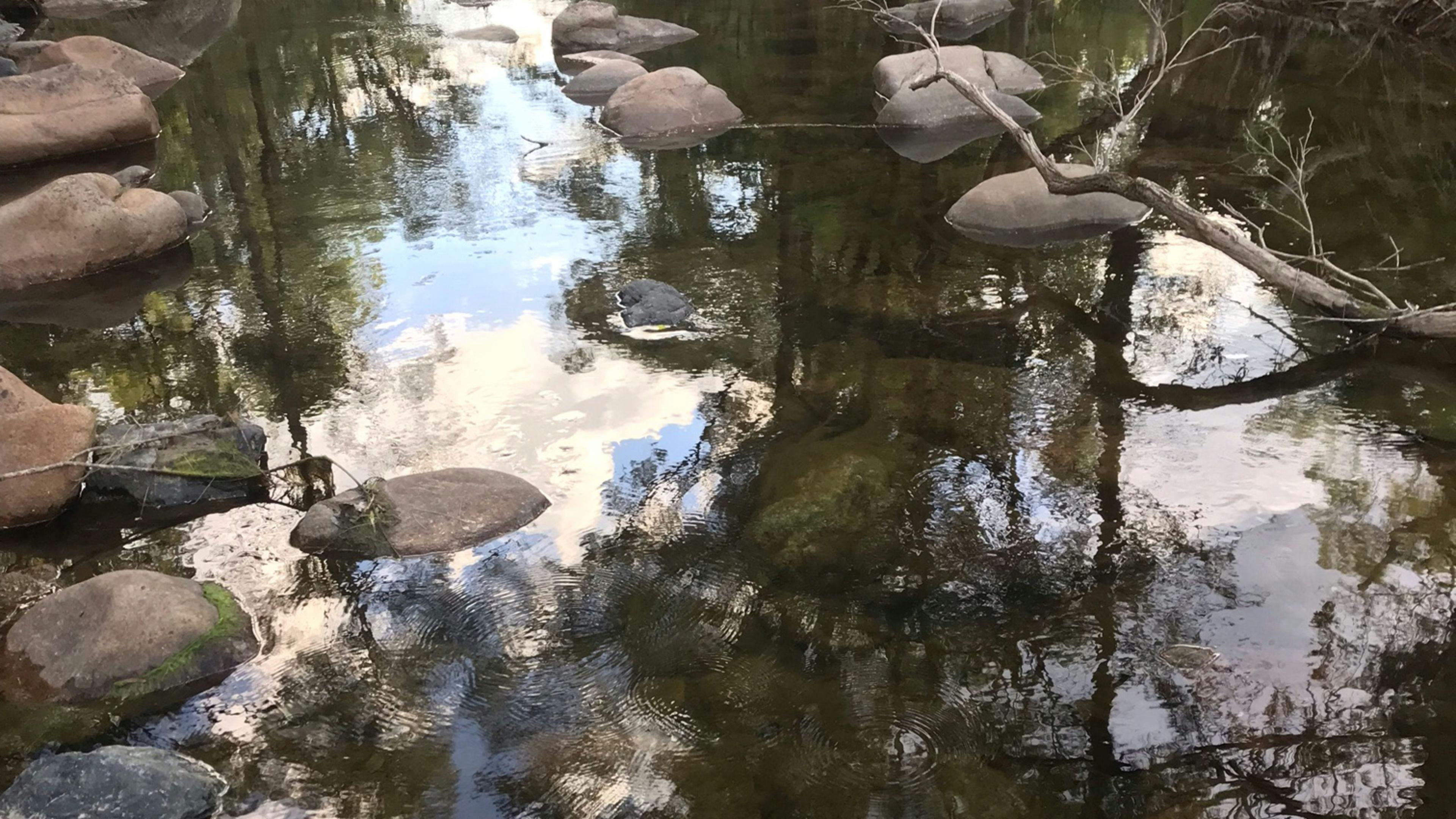 Bellbird Lodge