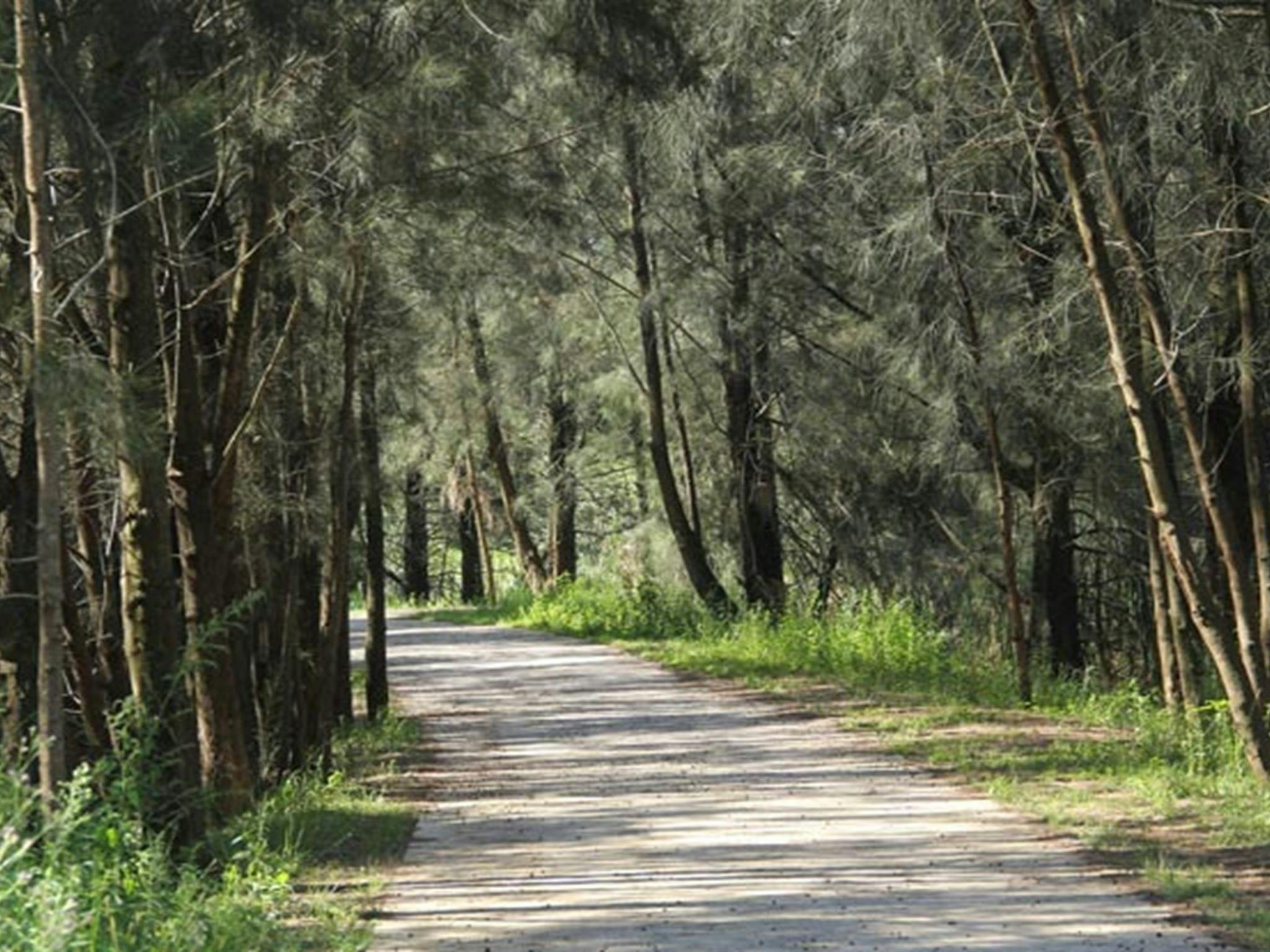 Bellbird track with trees, Leacock Regional Park. Photo: John Spencer &copy; DPIE