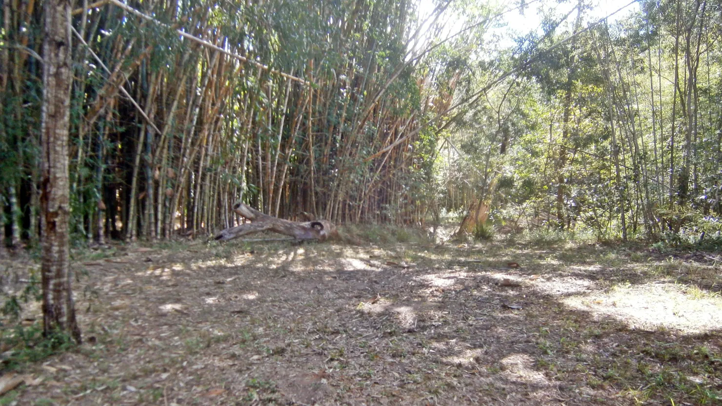 Belli Bamboo Parkland