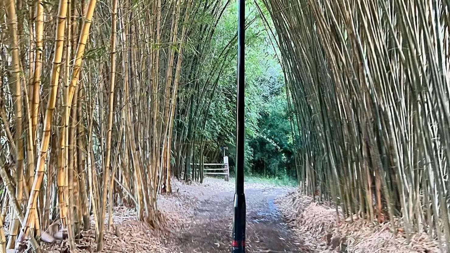 Belli Bamboo Parkland