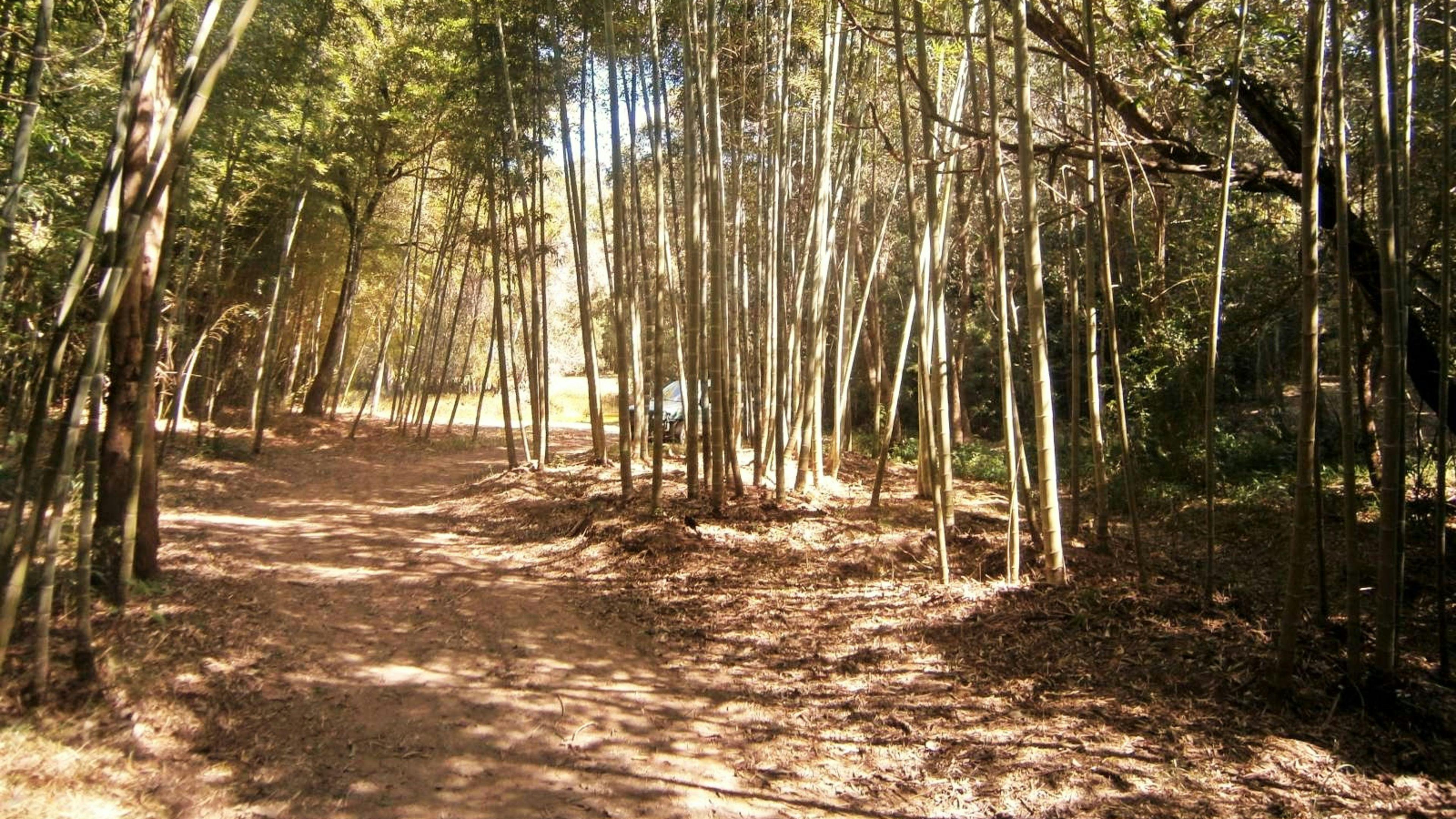 Belli Bamboo Parkland