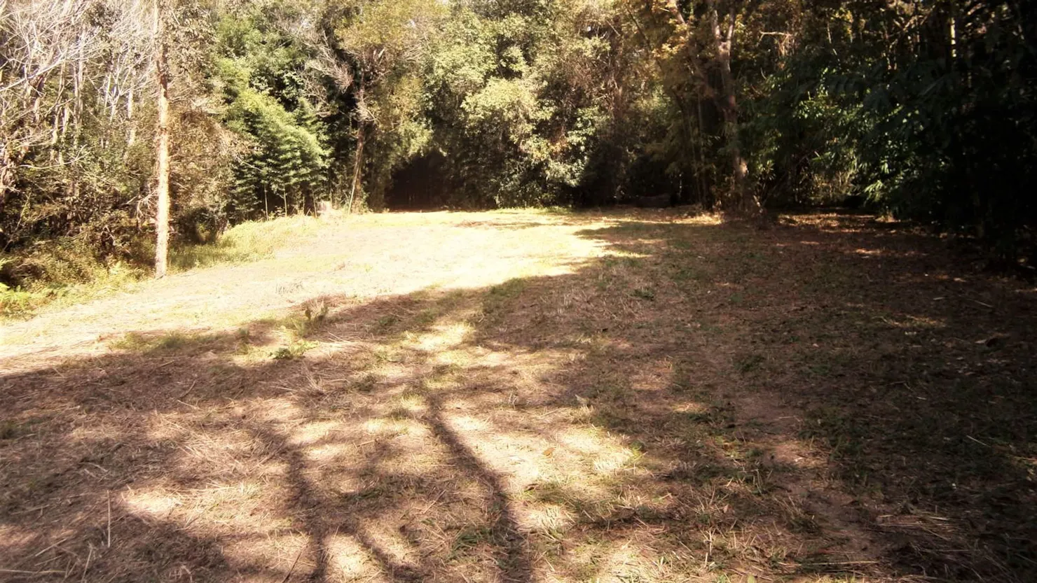 Belli Bamboo Parkland