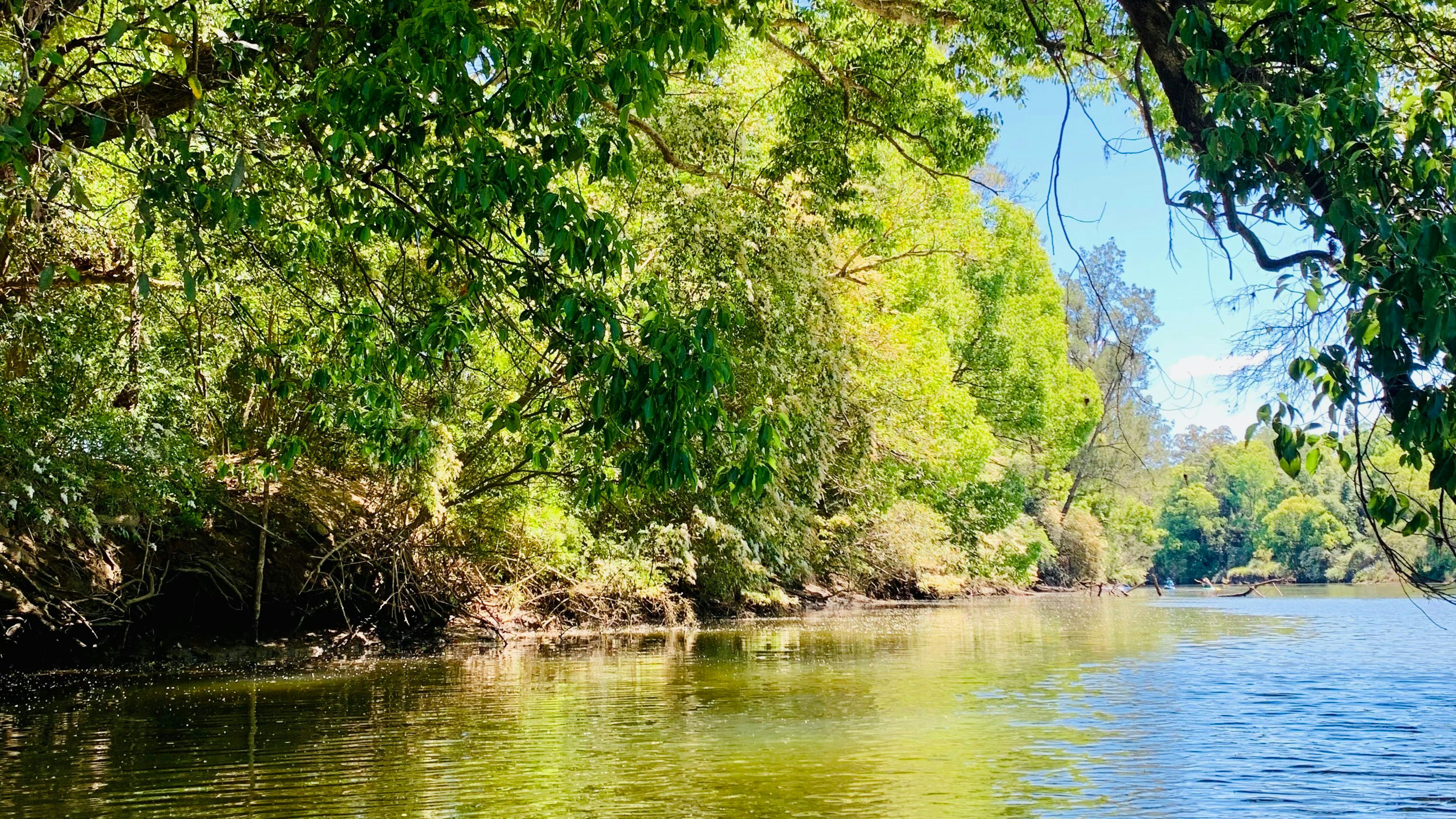 Bellinger River Camping