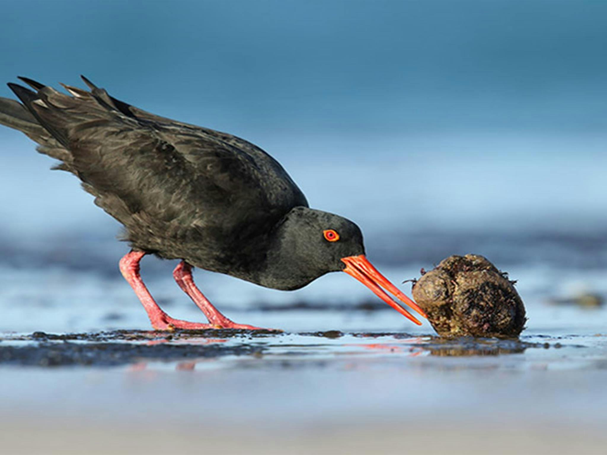 A sooty oystercatcher on the beach in Beowa National Park. Photo: Leo Berzins/DPIE