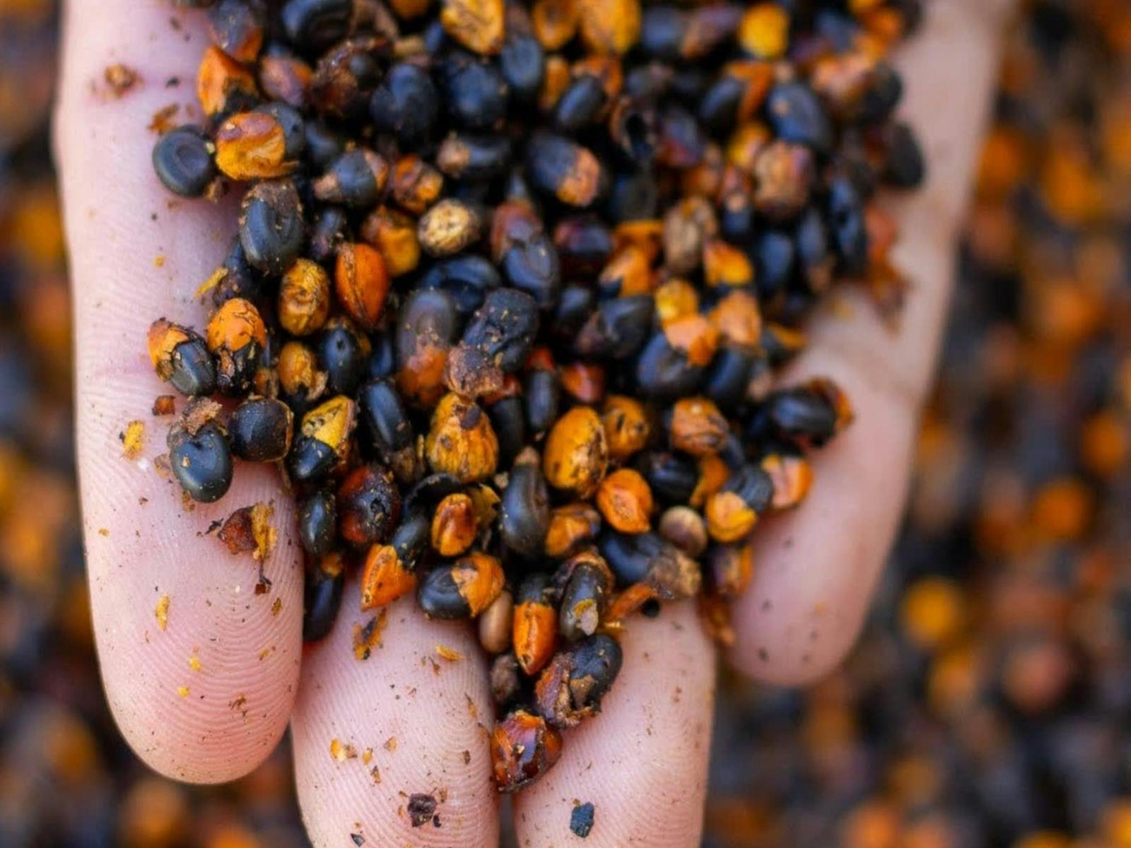 A picture of a hand holding Wattle Seed