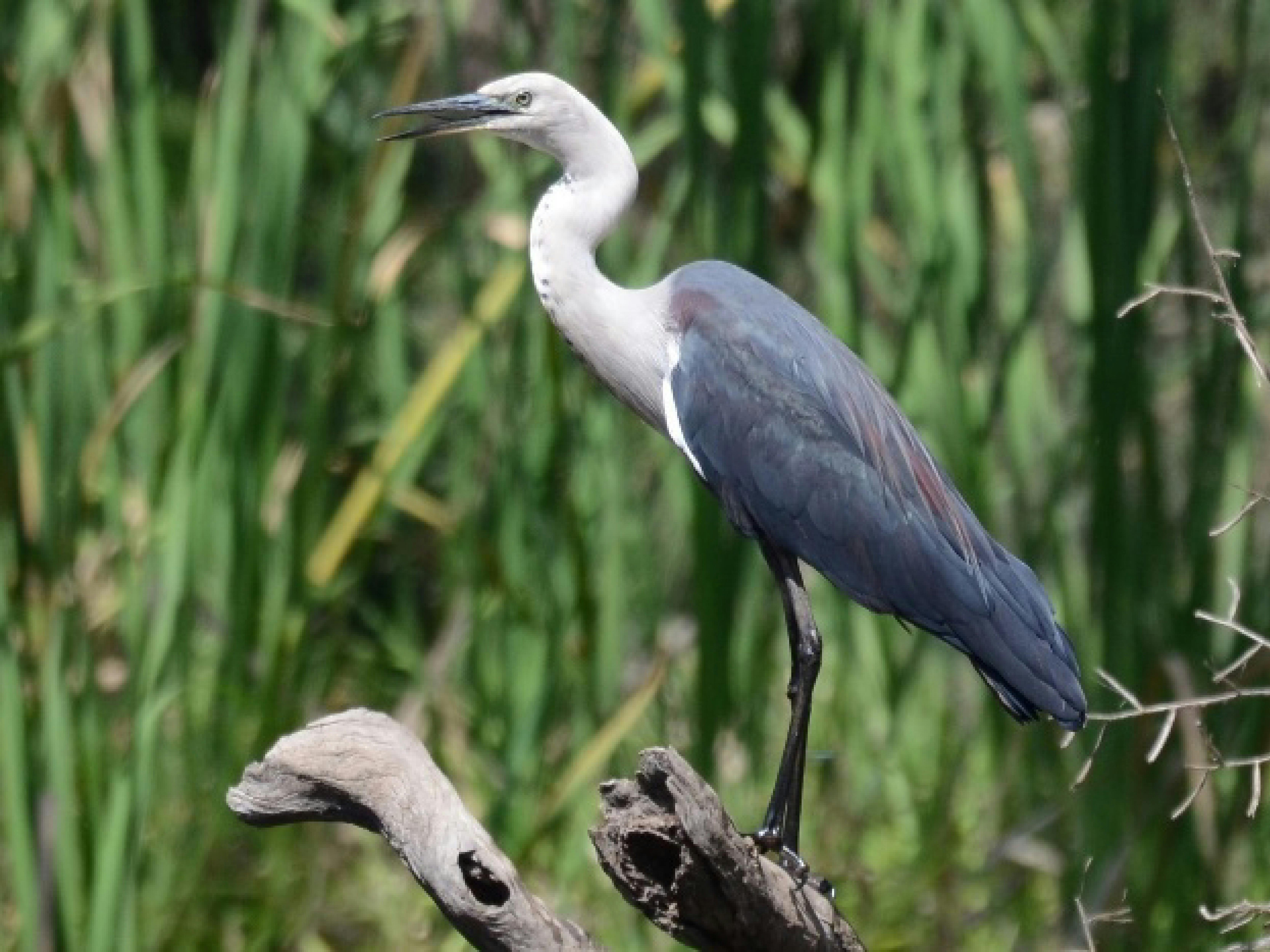 Jabiru Geneebeinga Wetlands