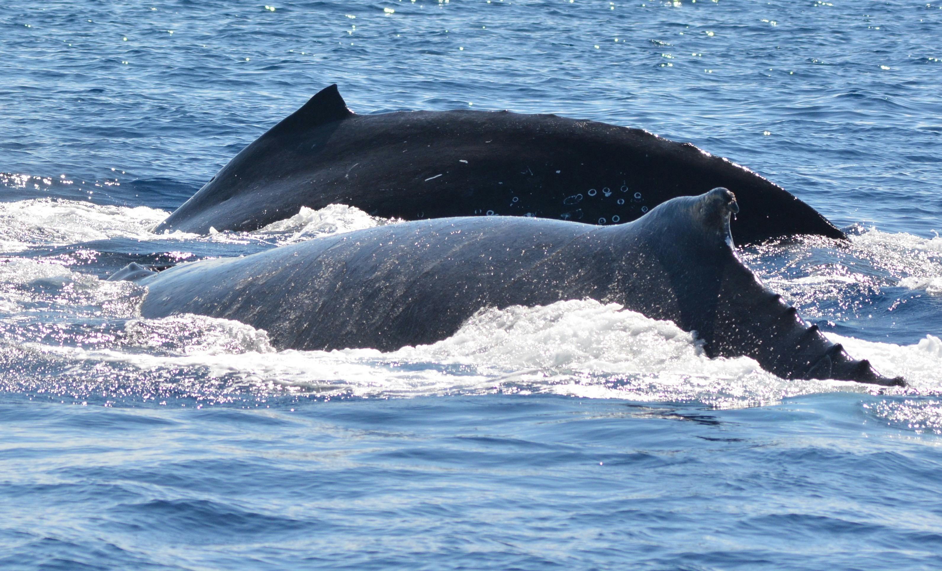 Whales in the Whitsunday's