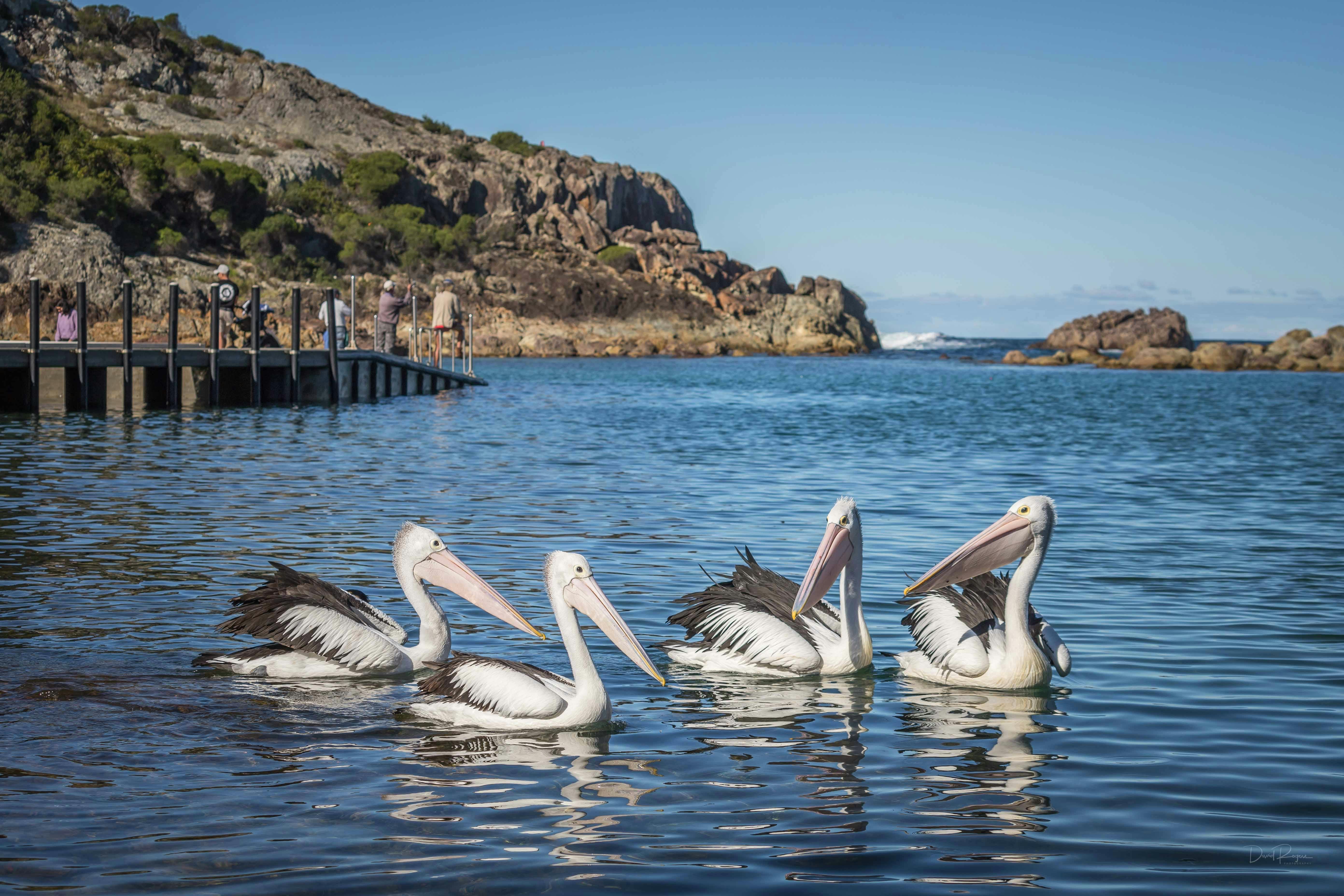키아니니 베이 타트라