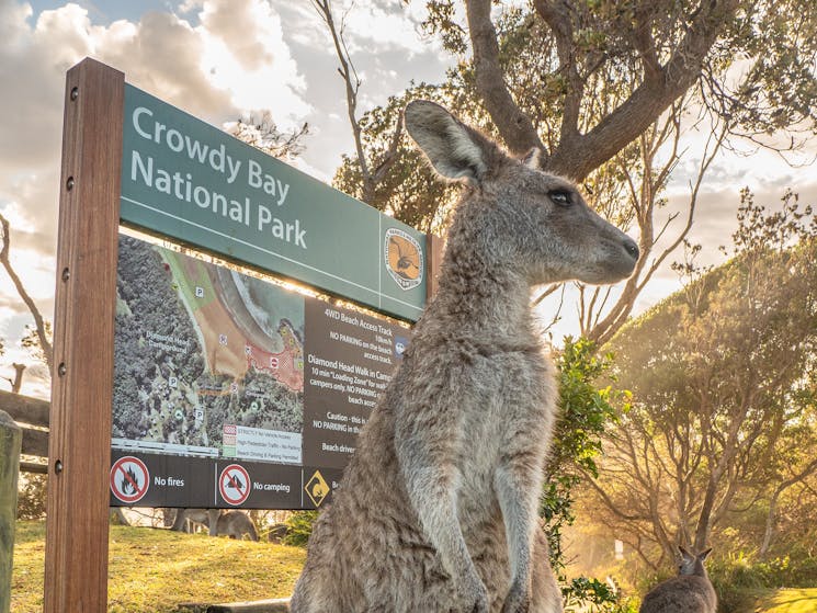 Kangaroo at Diamond Head, Crowdy Bay National Park