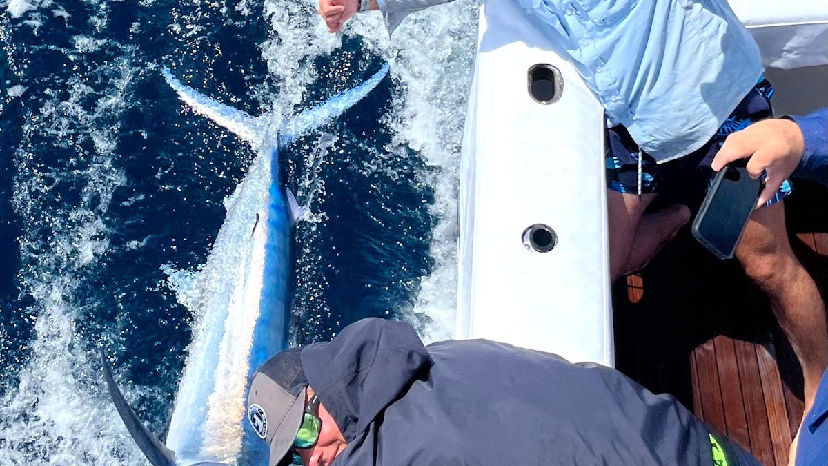 Black marlin