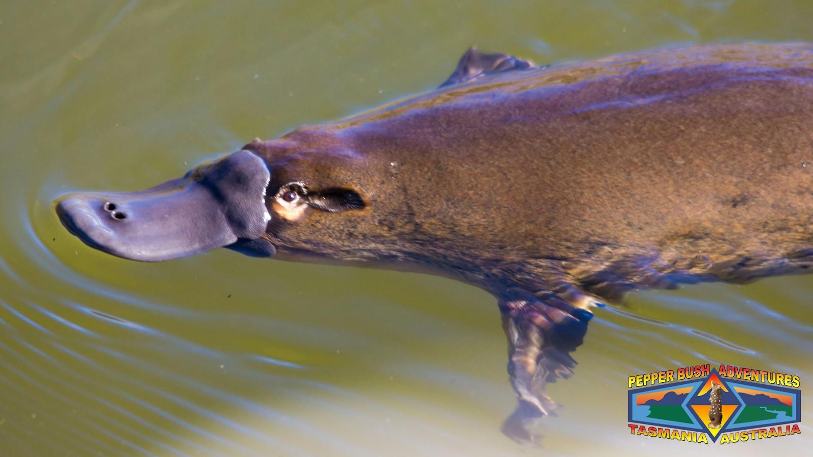 Platypus