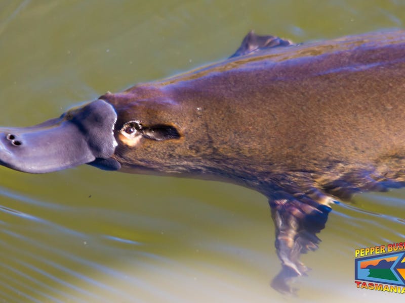 Platypus