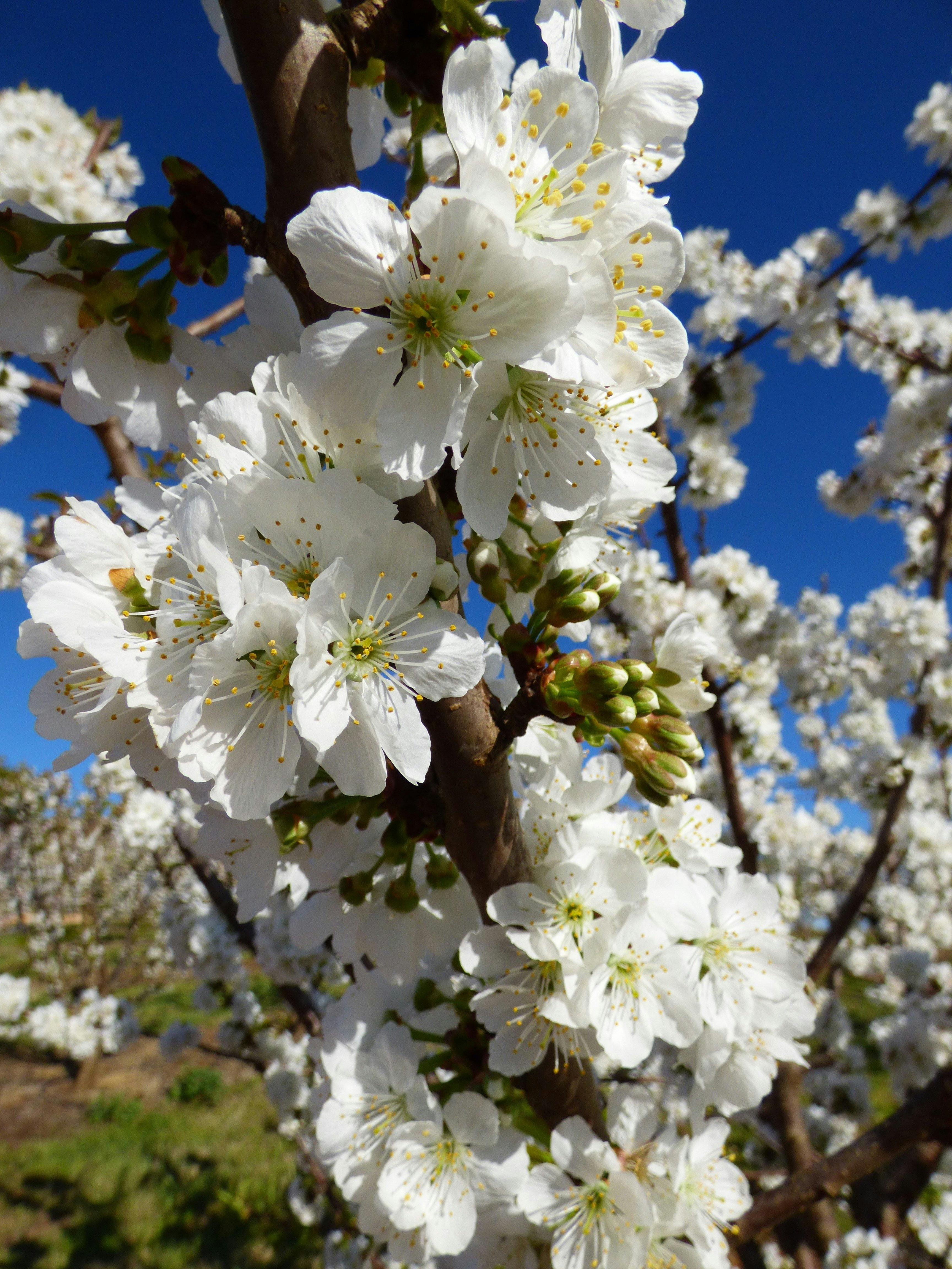 Springtime blossoms.