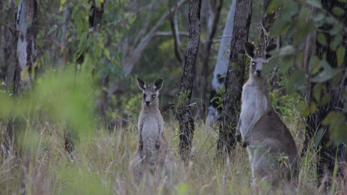 Kangaroos  in long grass, looking at camera