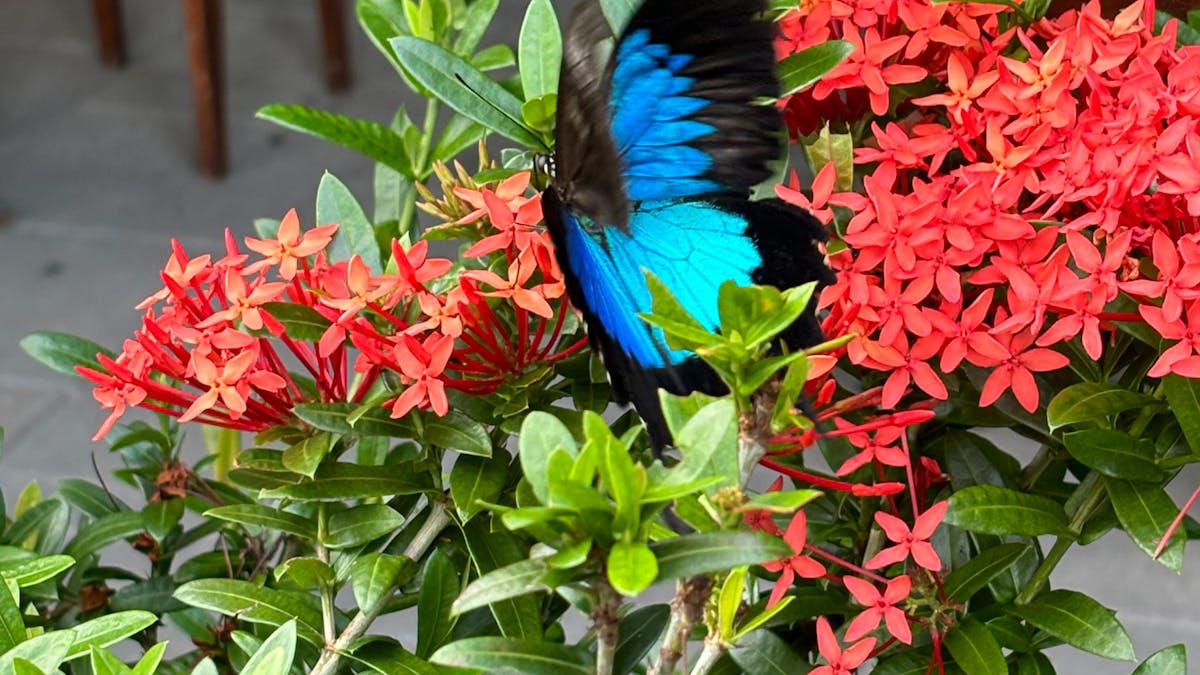 Daintree Siesta Restaurant Ulysses Butterfly on red flowers