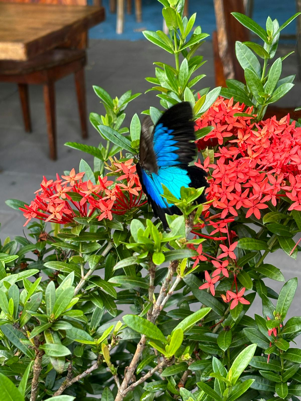 Daintree Siesta Restaurant Ulysses Butterfly on red flowers