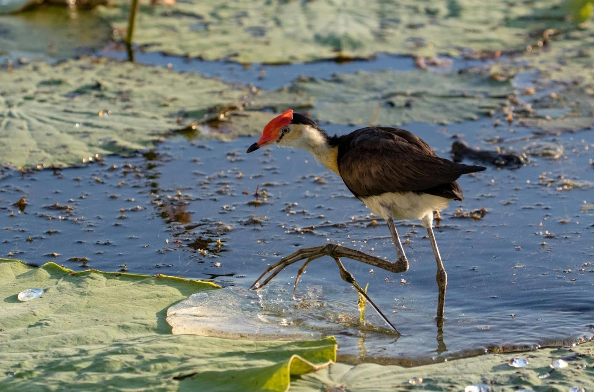 Jacana
