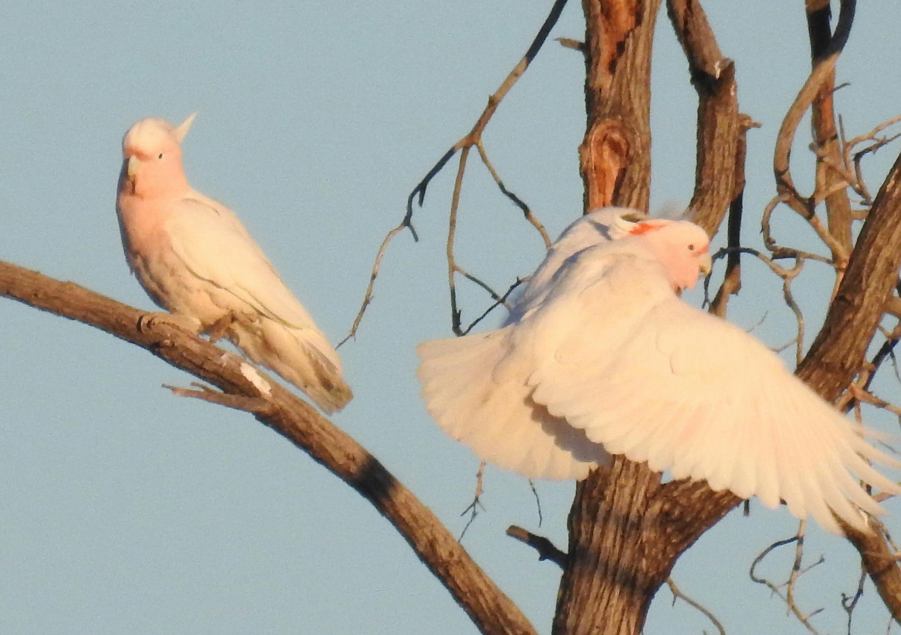 Major Mitchell cockatoos