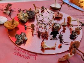 Fungi Identification