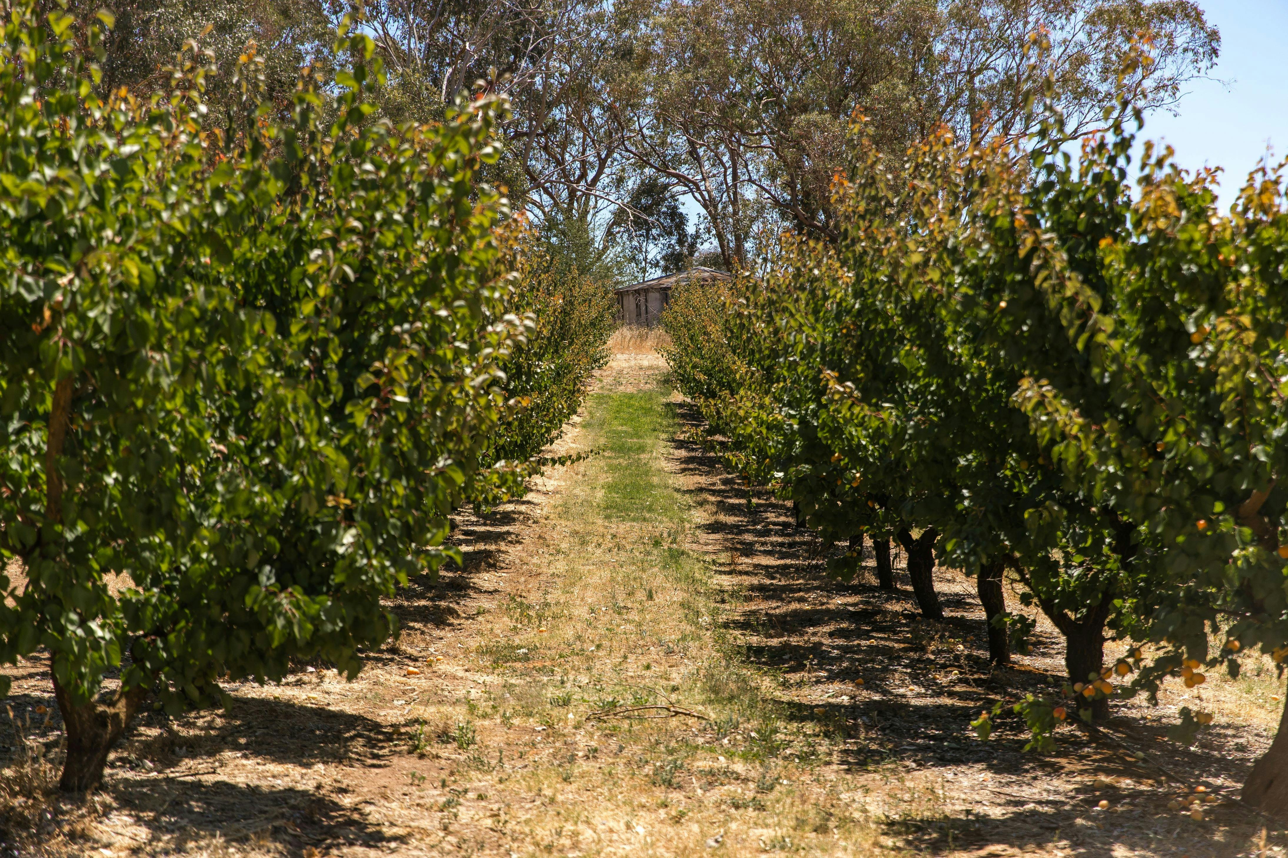 Pick Your Own Apricots