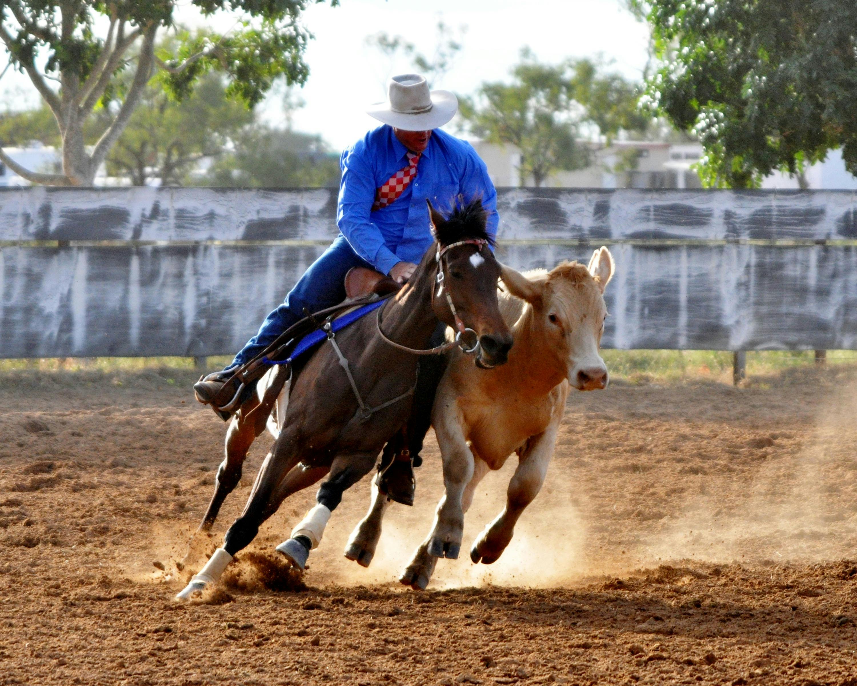 Campdrafting