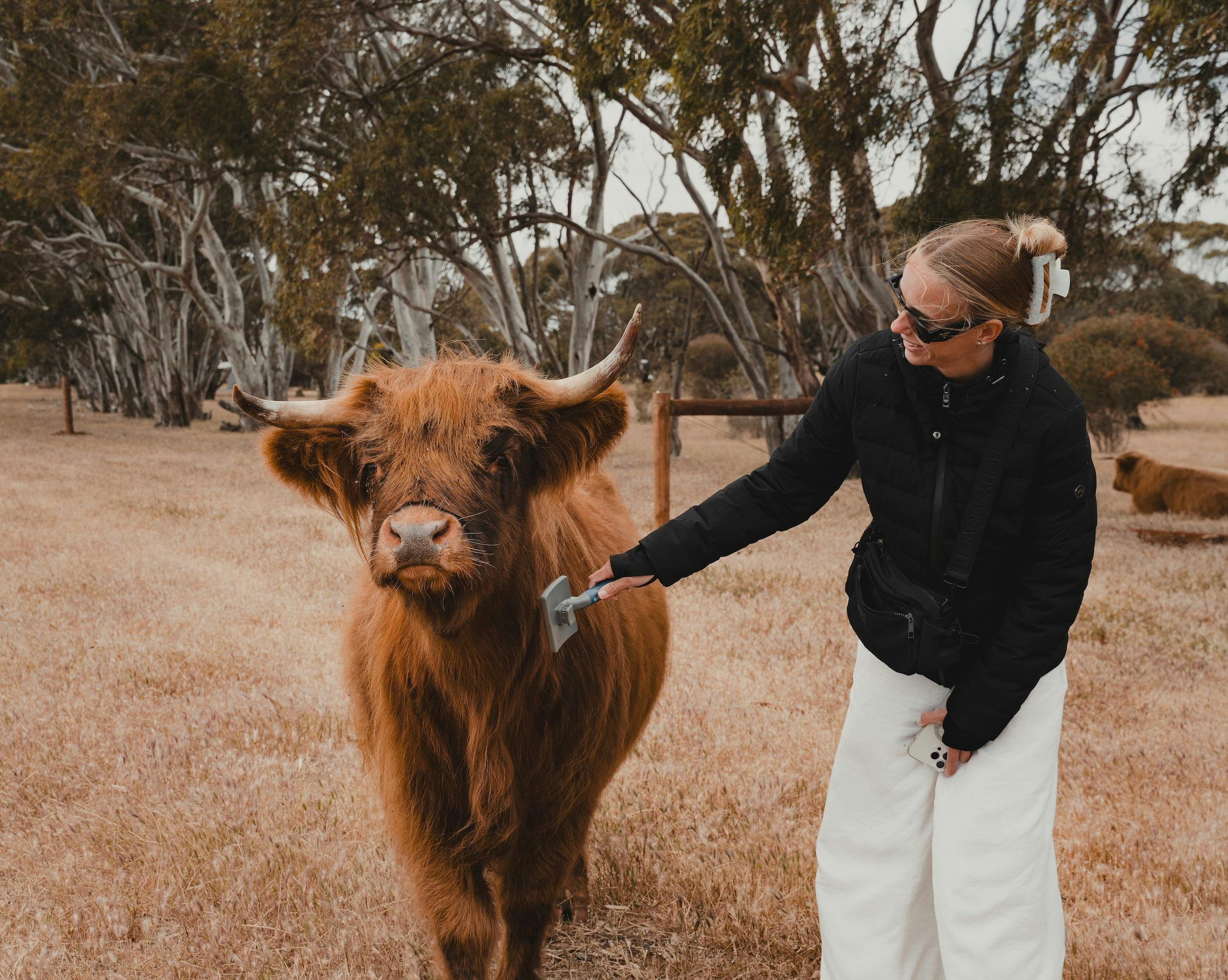 Solstice KI VIP Highland Cow Encounters