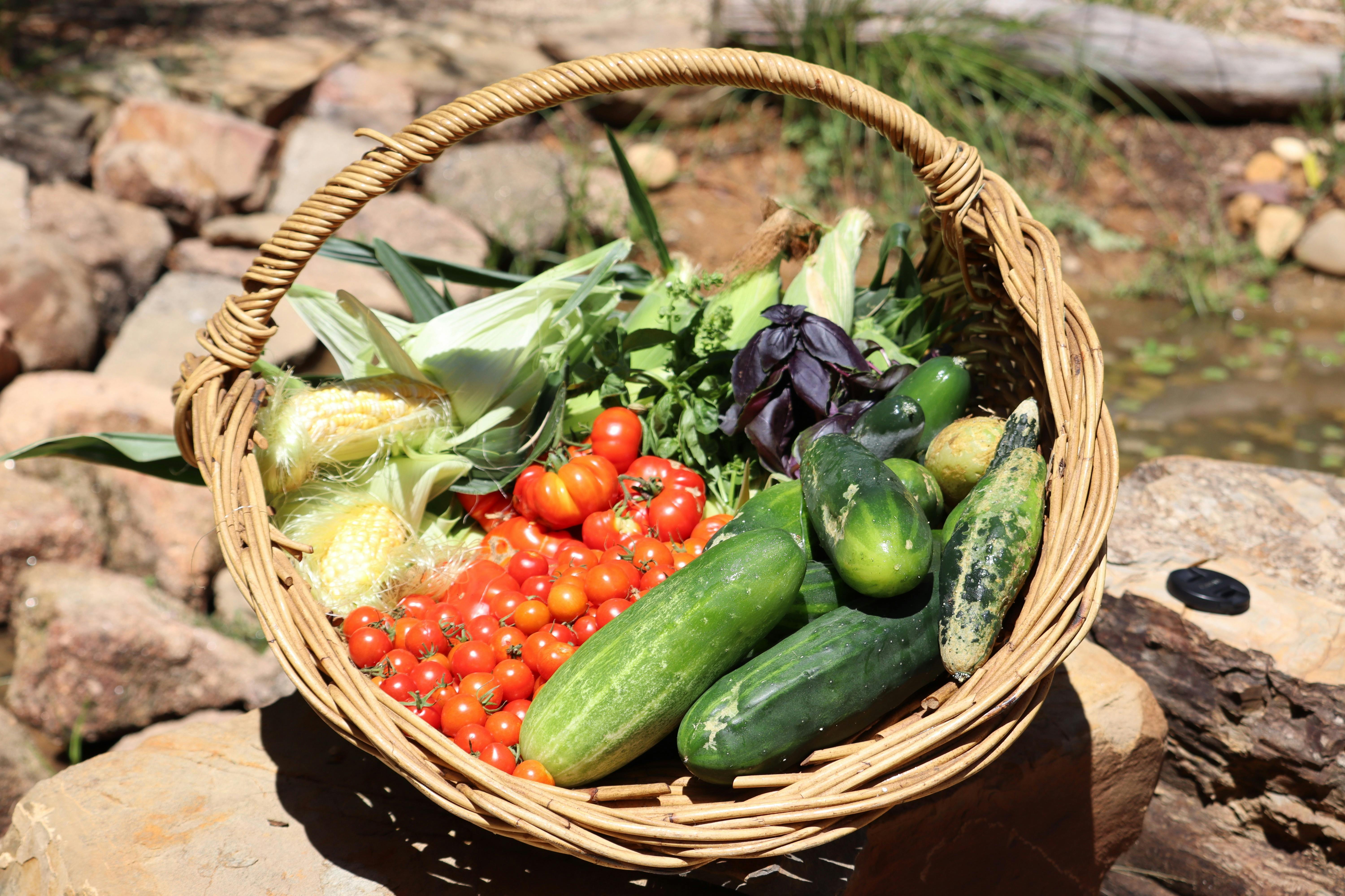 Basket with vegetable garden harvest