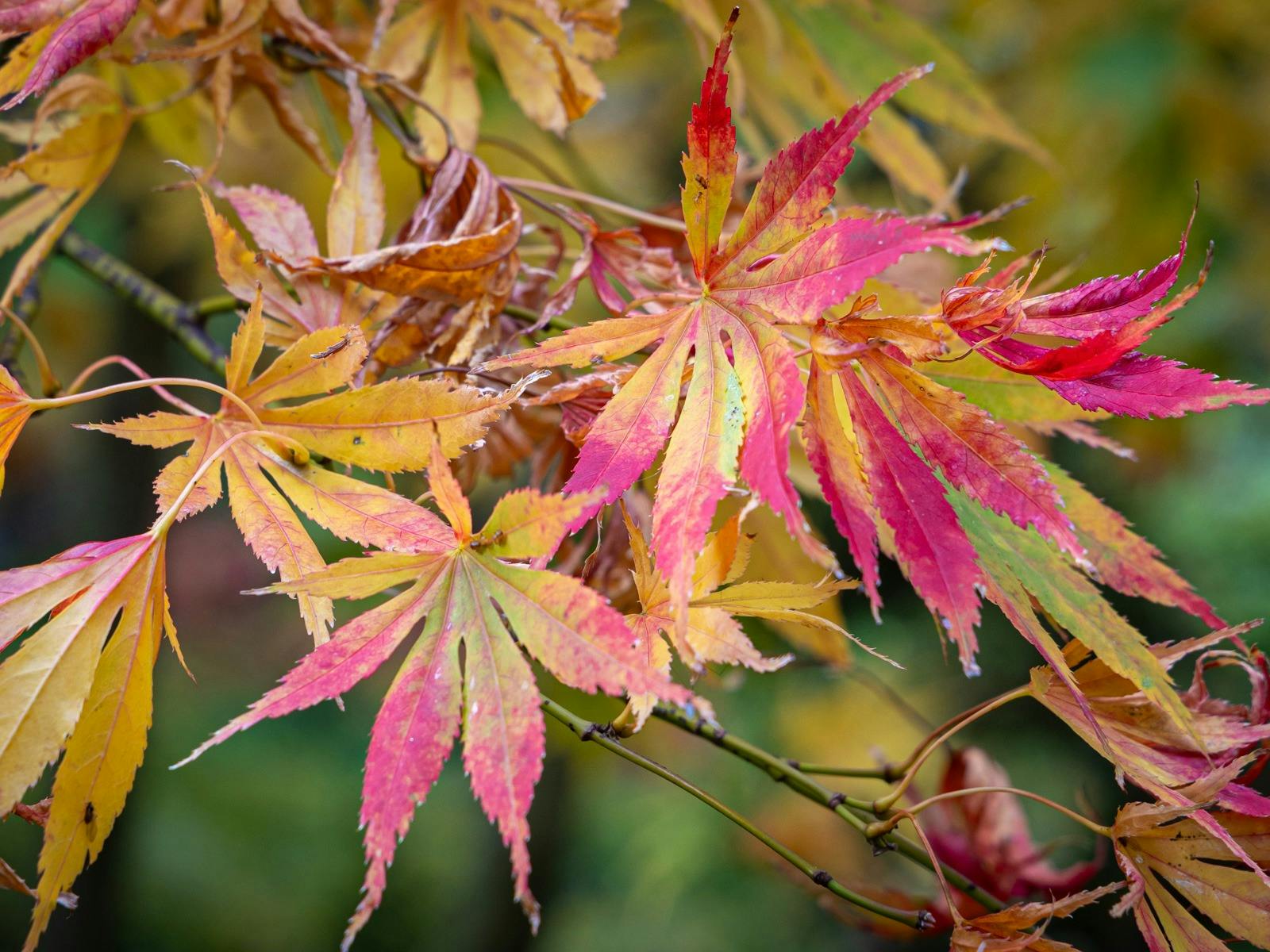 Royal Tasmanian Botanic Gardens