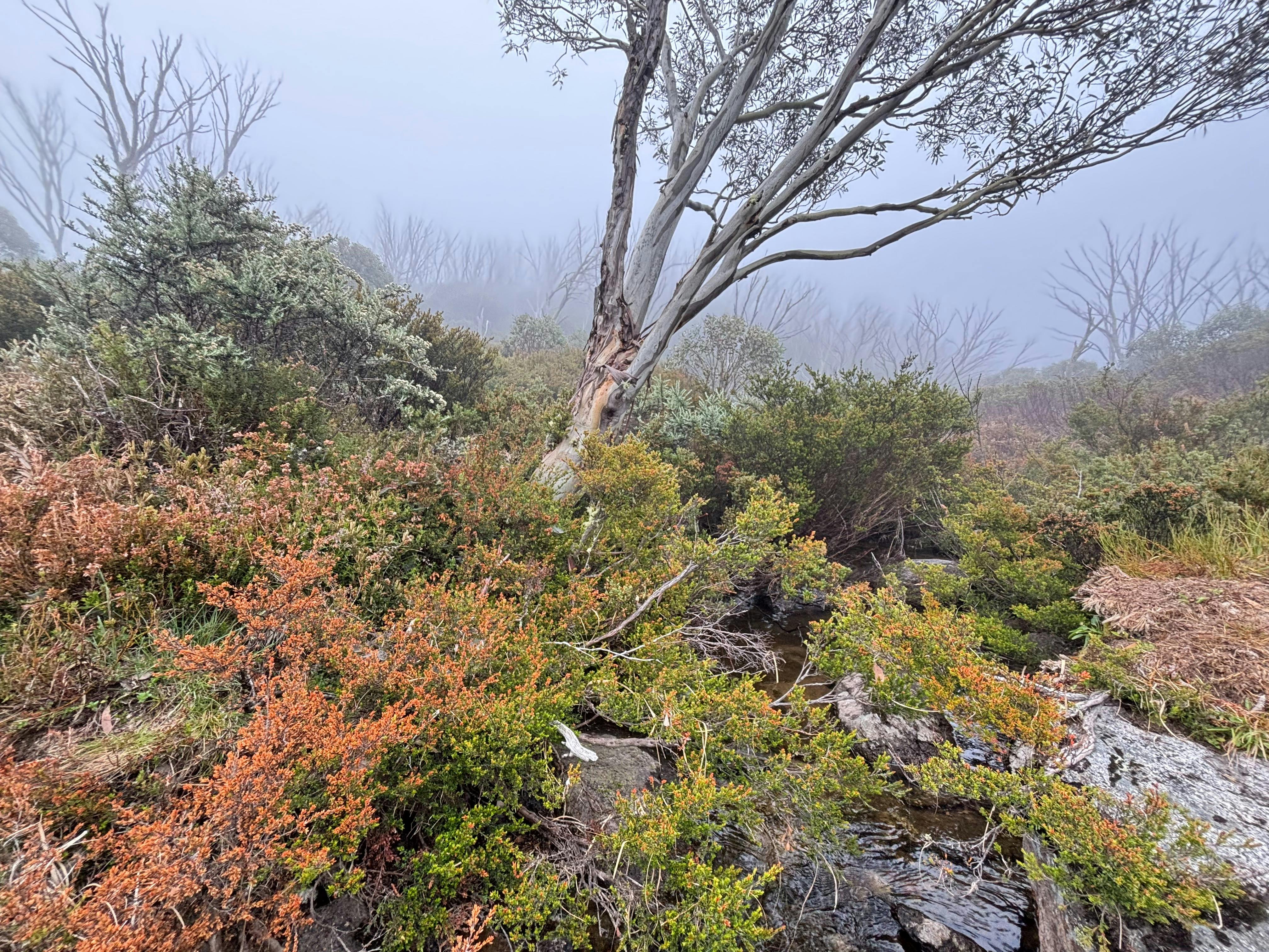 A snow gum amongst mist and low gorse.