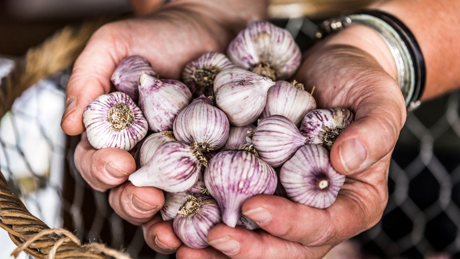 Fresh garlic by the handful at Willie Smith's Apple Shed Market