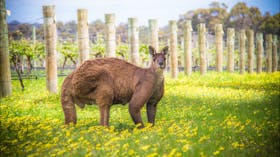 The Margaret River Discovery Company