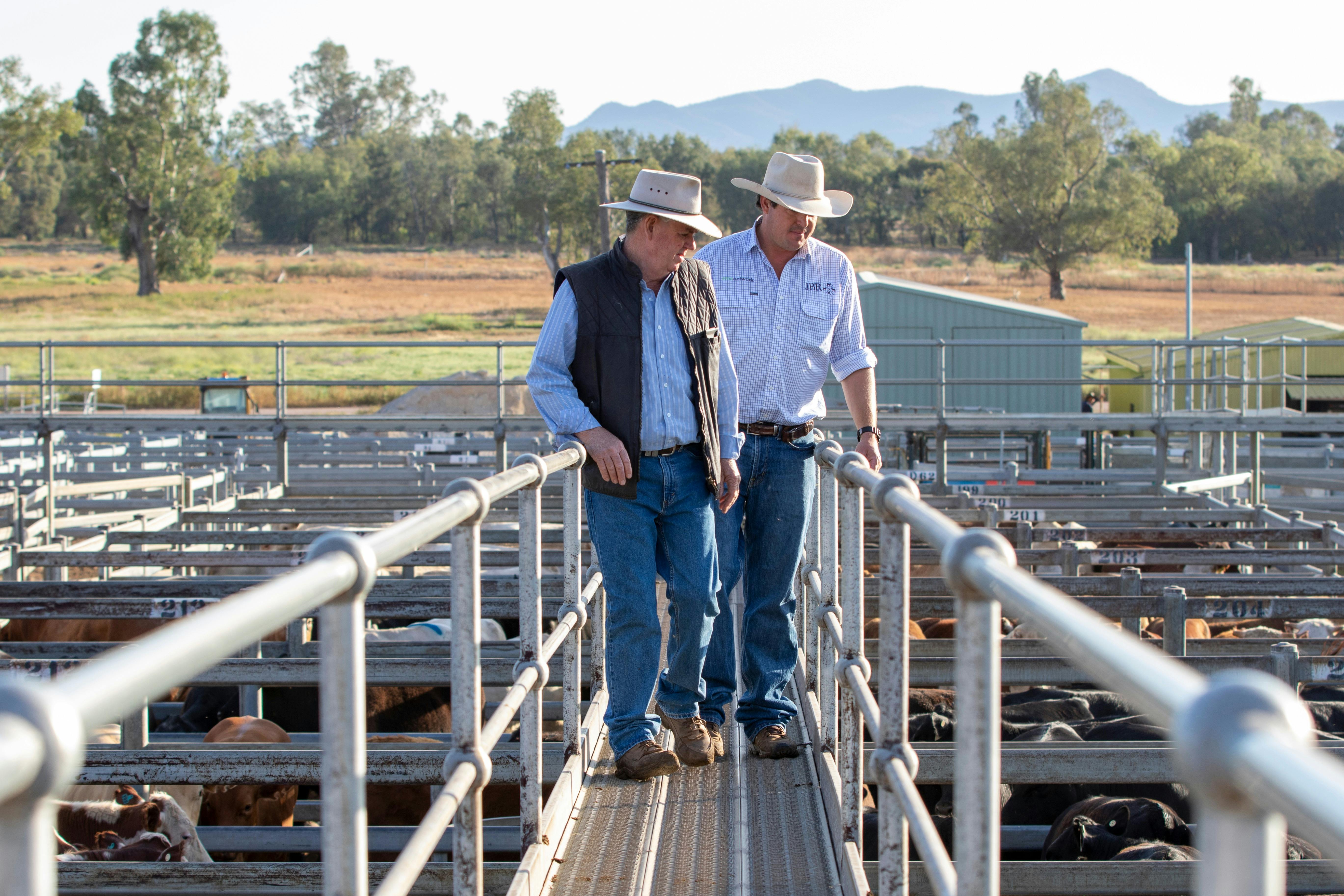Gunnedah Saleyards NSW Holidays & Things to Do