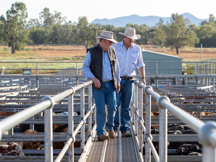 Gunnedah Saleyards