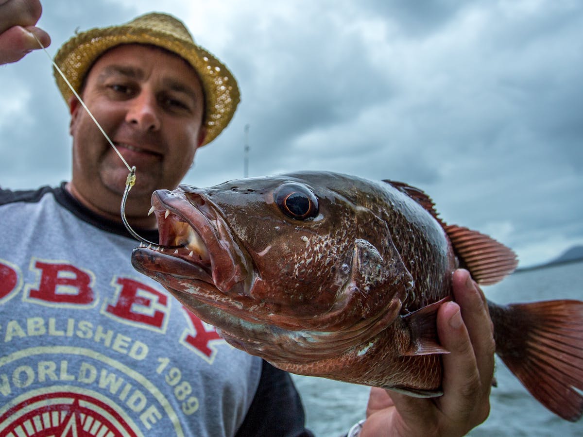 Mangrove Jack