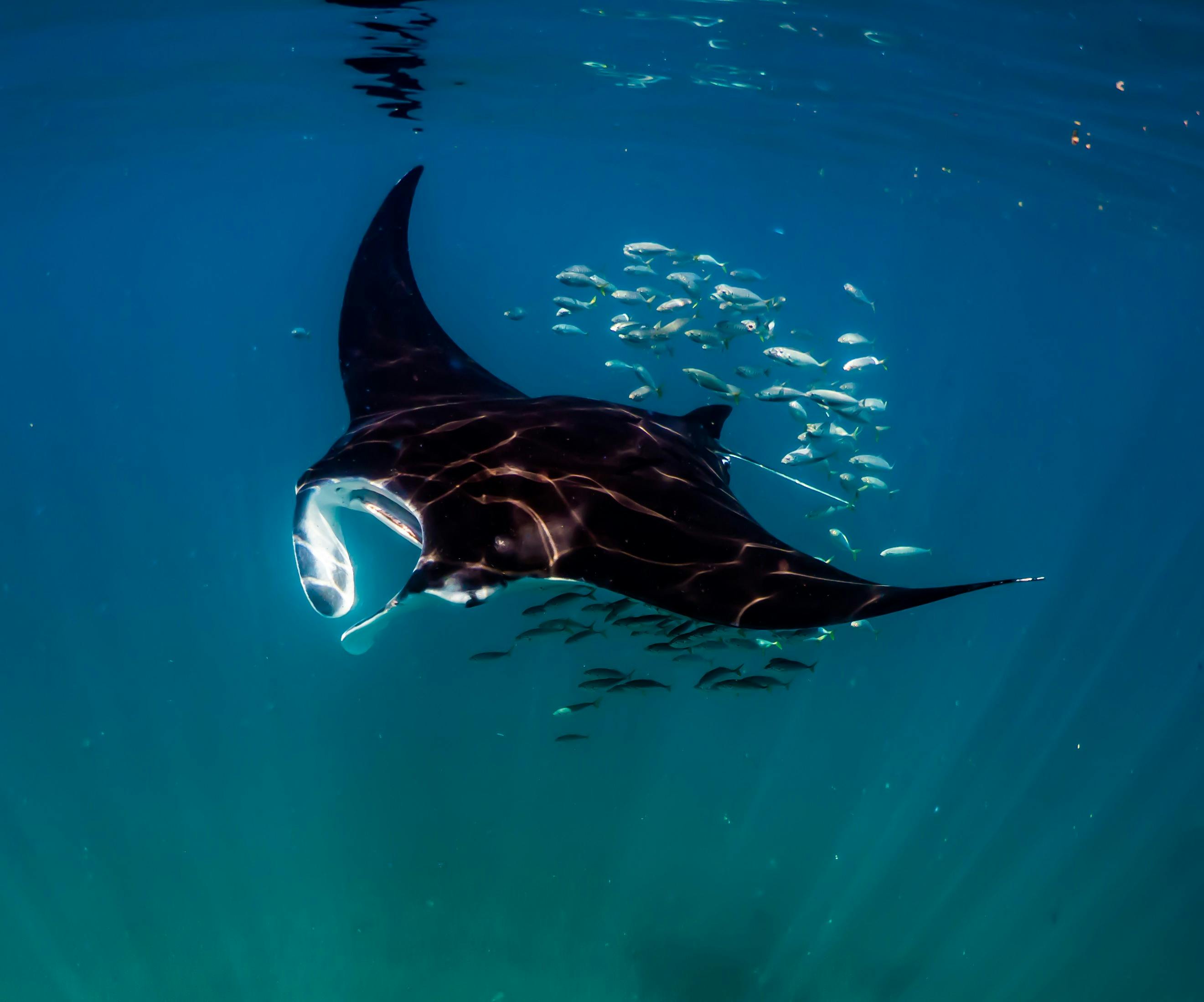 Manta Ray of Ningaloo